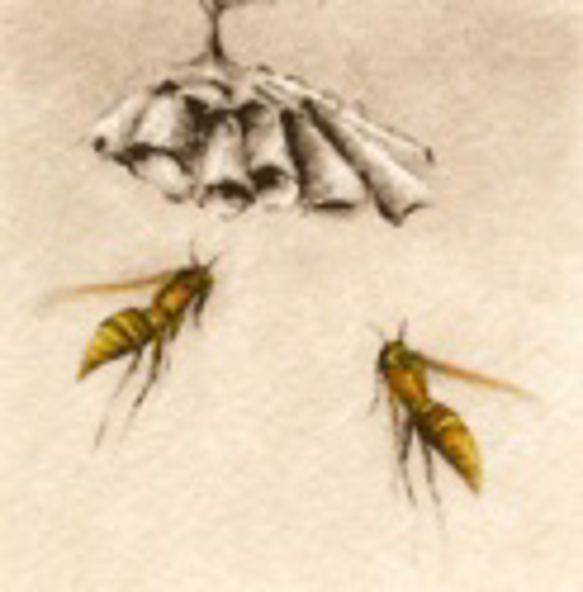 Paper Wasps_unframed, #17/100 by Melanie Fain