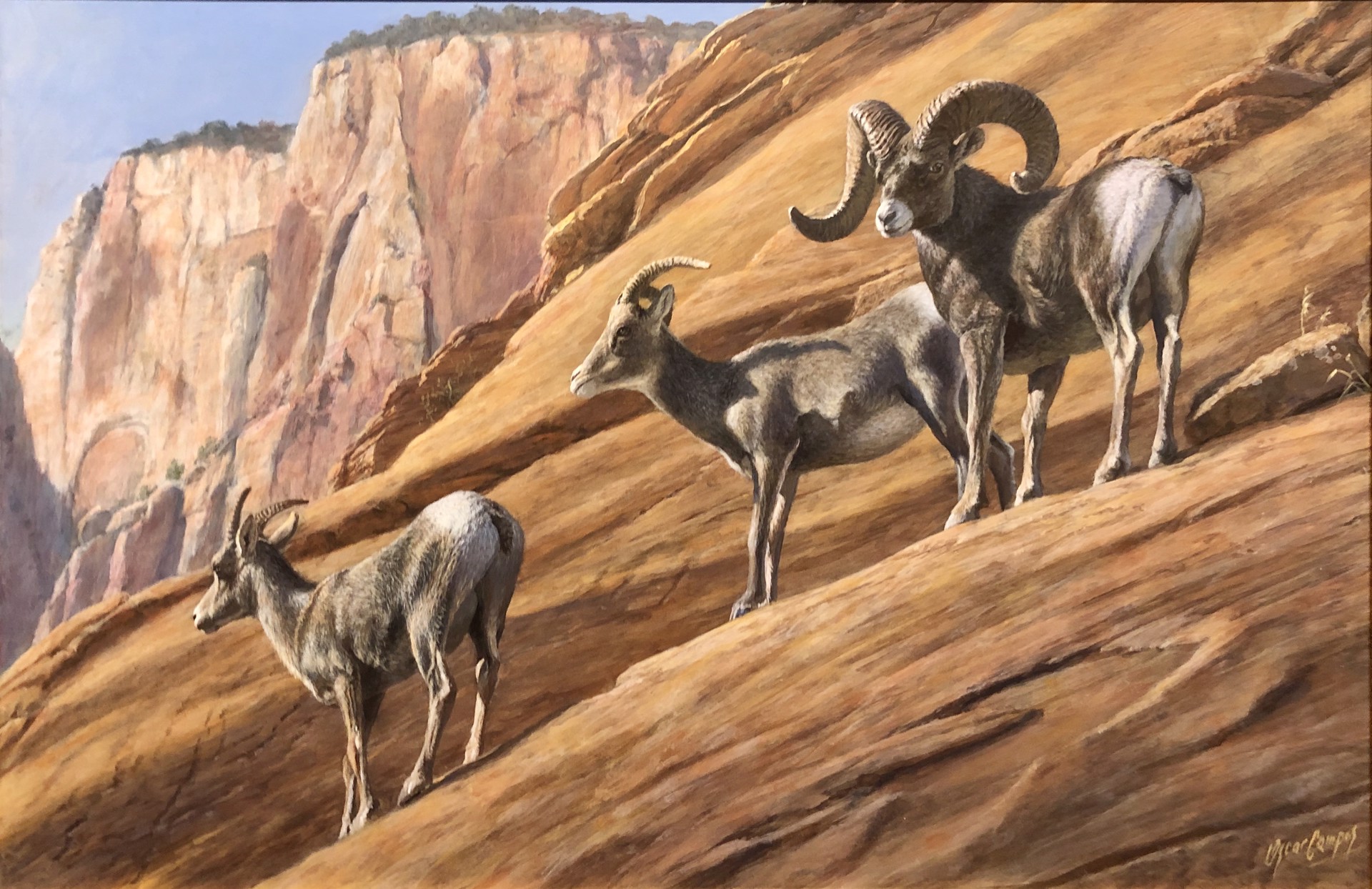 Desert Bighorns by Oscar Campos