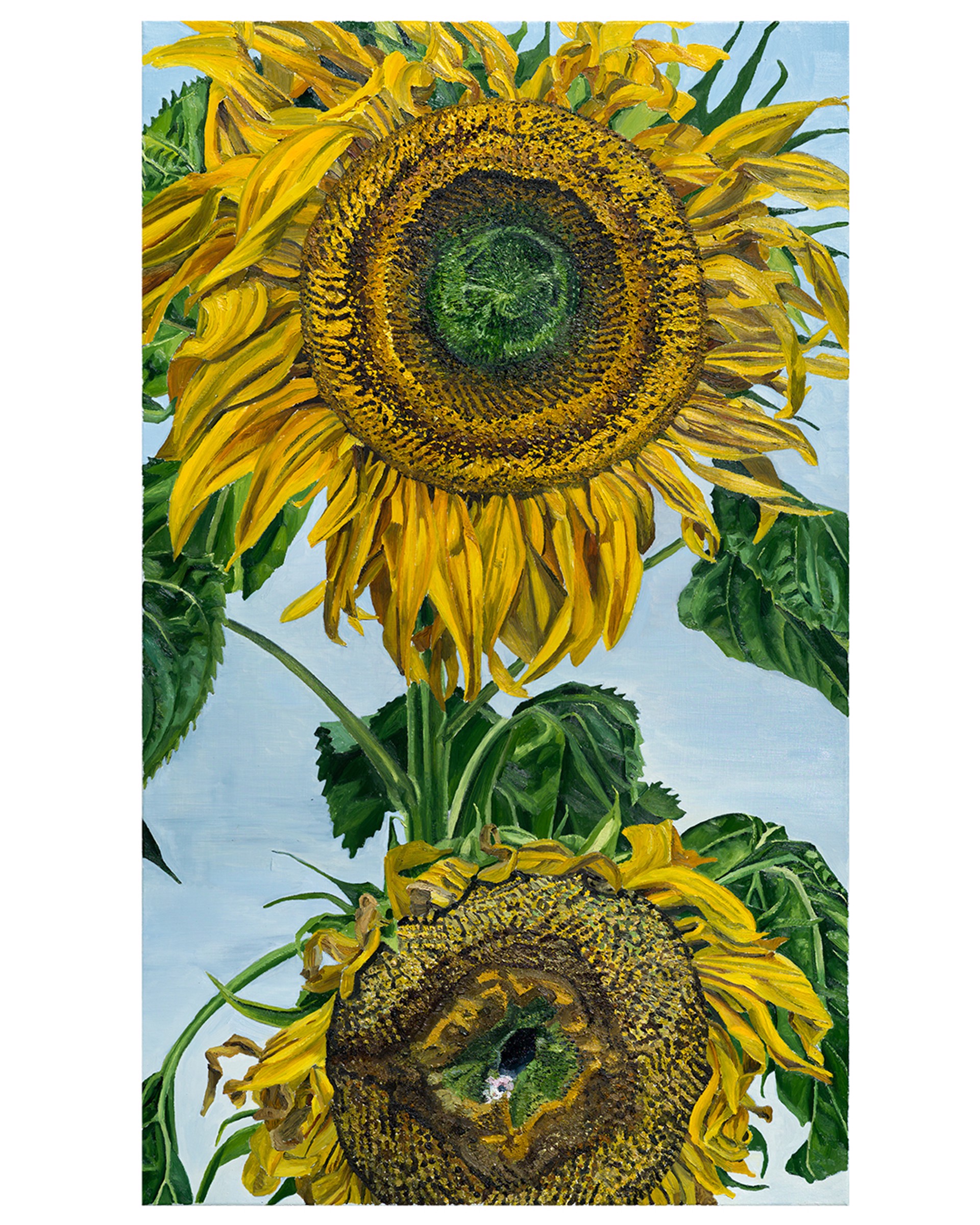Two Sunflowers by Adam Batchelor