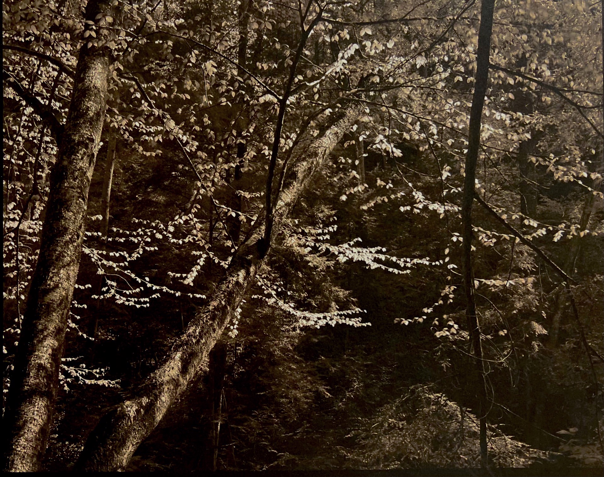 (#116) Water Birches Cedar Falls (1/34) by Frank Hunter
