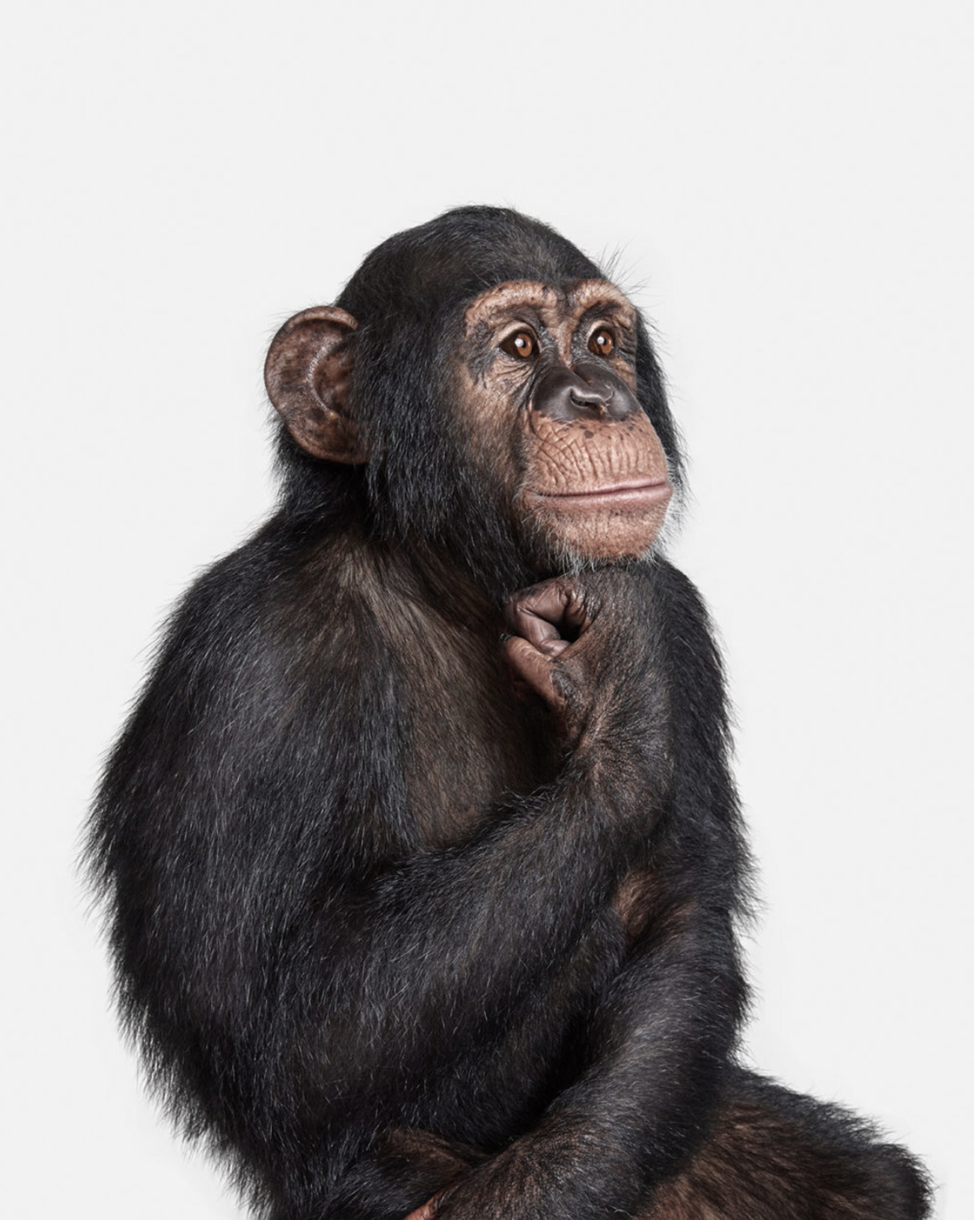 Chimpanzee No. 1 by Randal Ford
