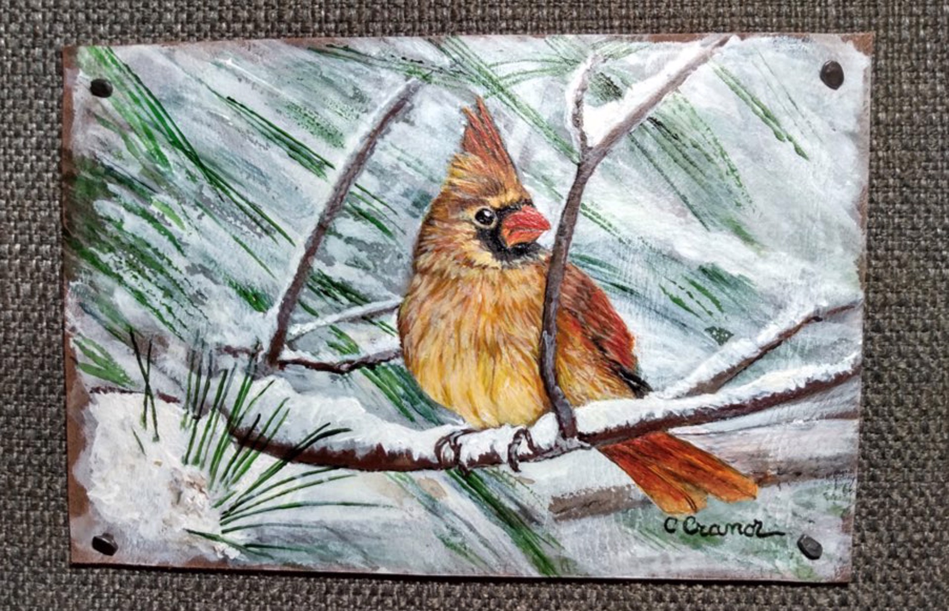 Cardinal in the Pine by Cindy Cranor