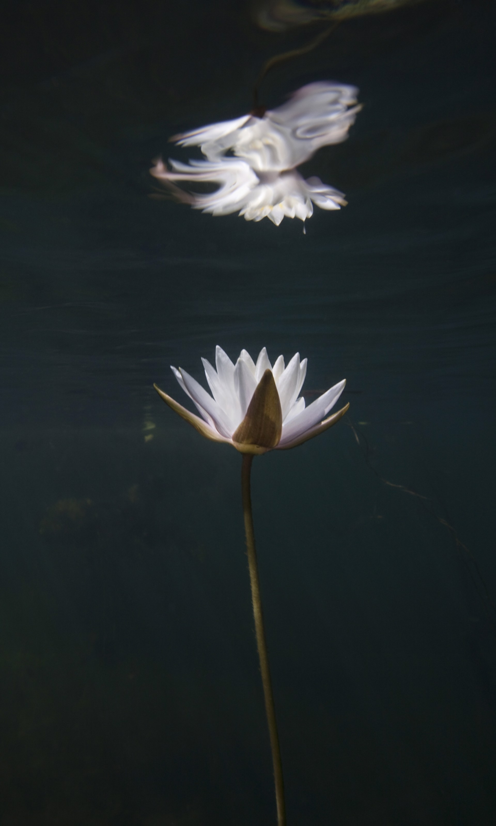 WATER LILY STUDY No 19 by WILLIAM SCULLY