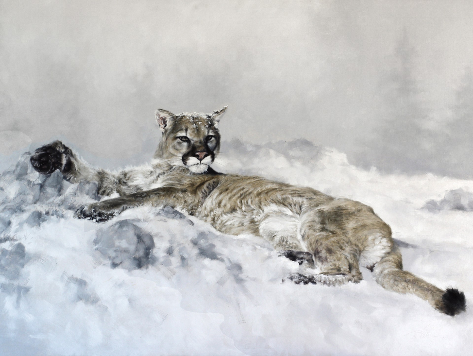 An Original Oil Painting Of A Mountain Lion Laying Down Lifting Its Head To Look With A Faded Misty Forest Behind, By Doyle Hostetler