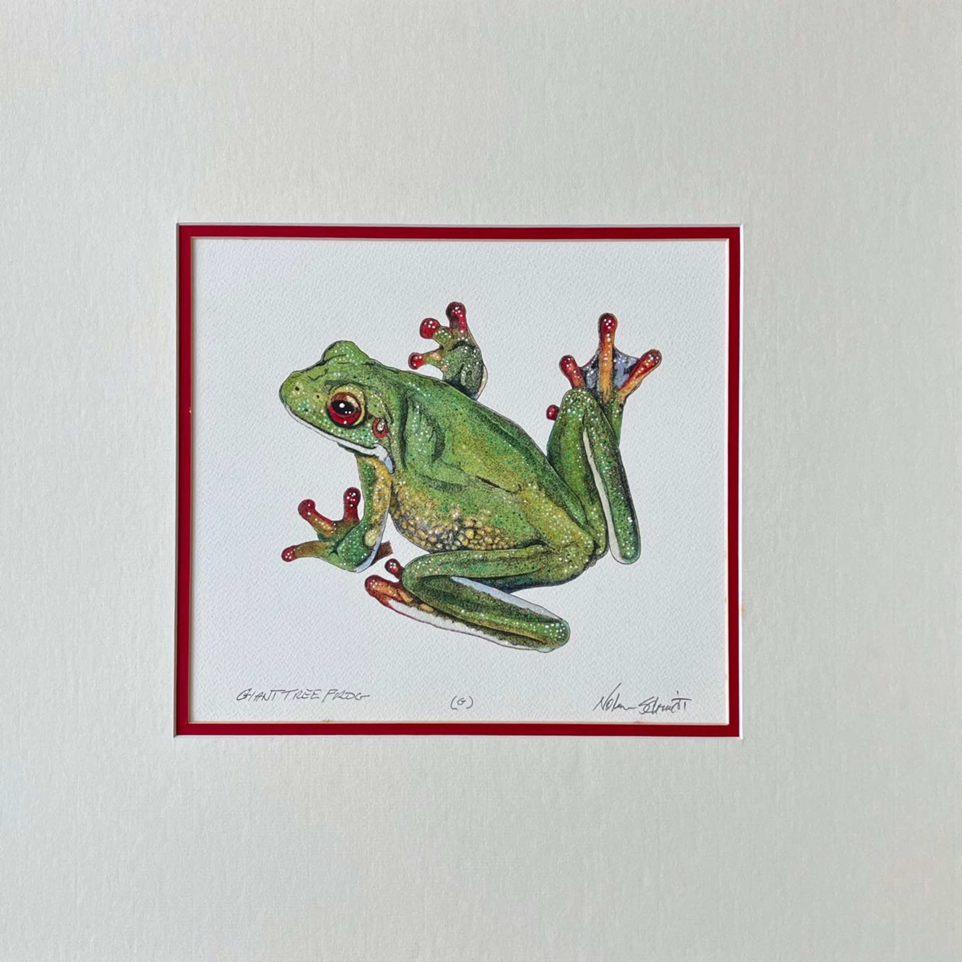 Giant Tree Frog by William Nolen-Schmidt