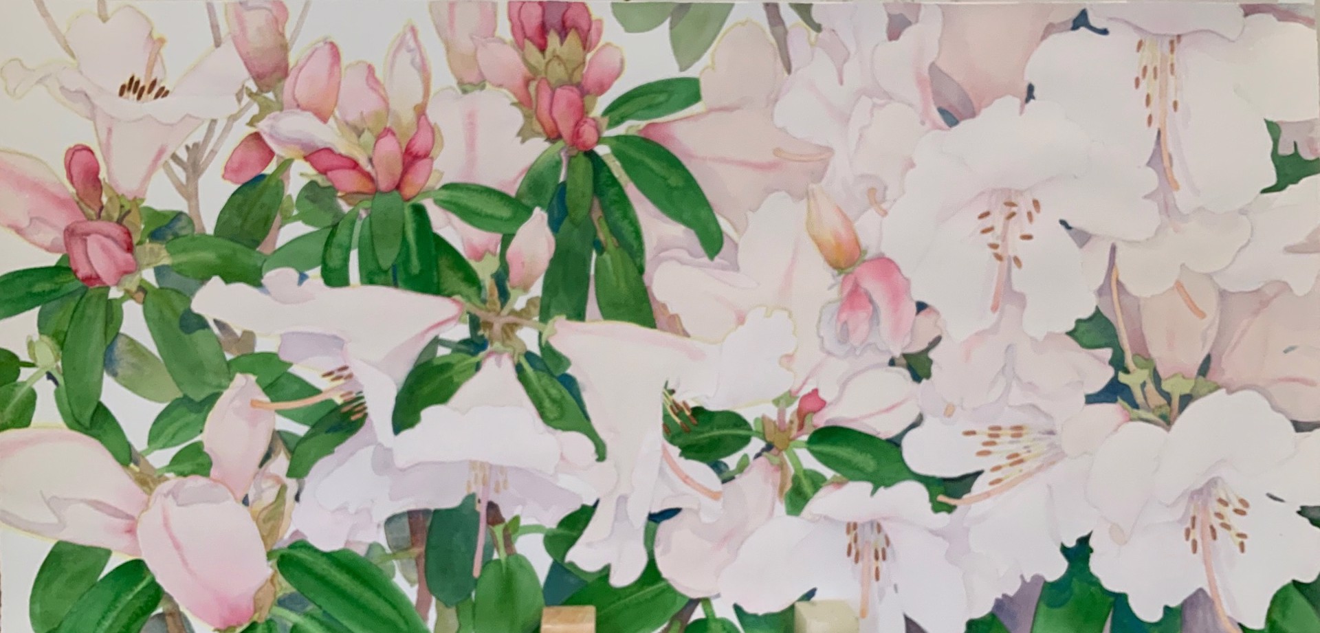 Rhododendrons by Gary Bukovnik