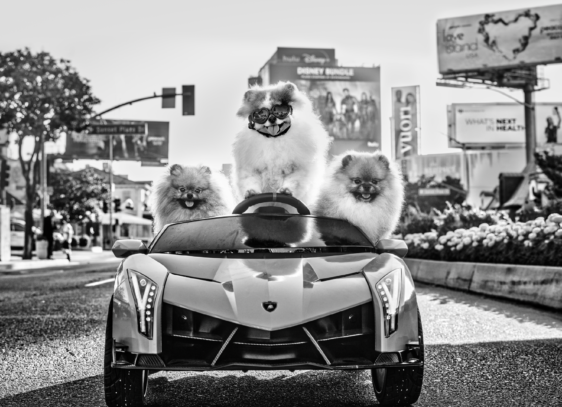 Who Let the Dogs Out? by David Yarrow