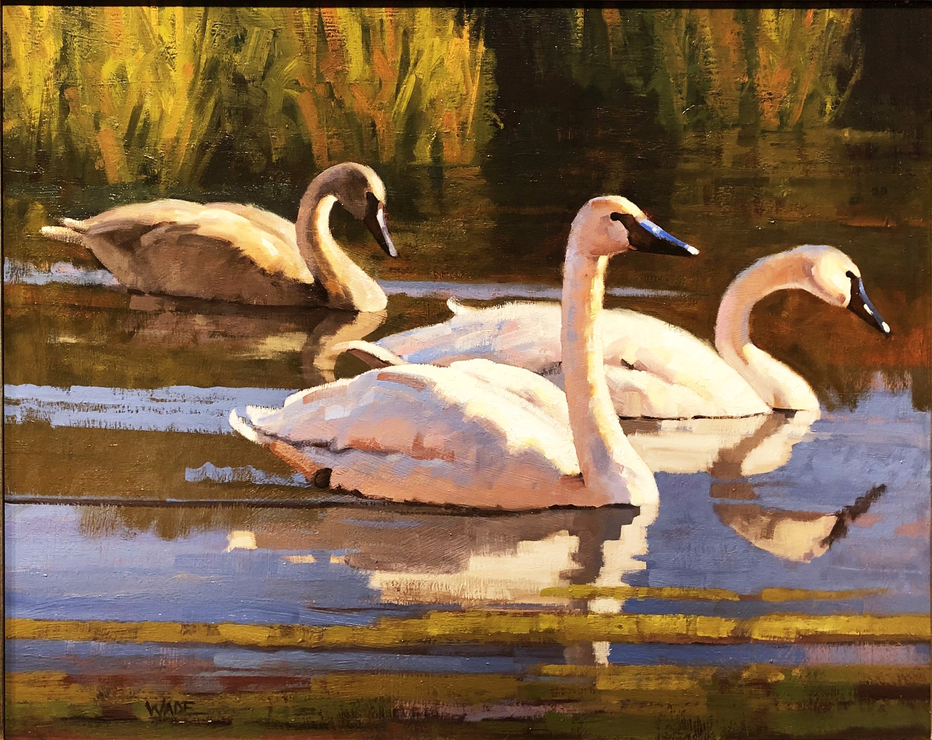Swans with Signet by Dave Wade