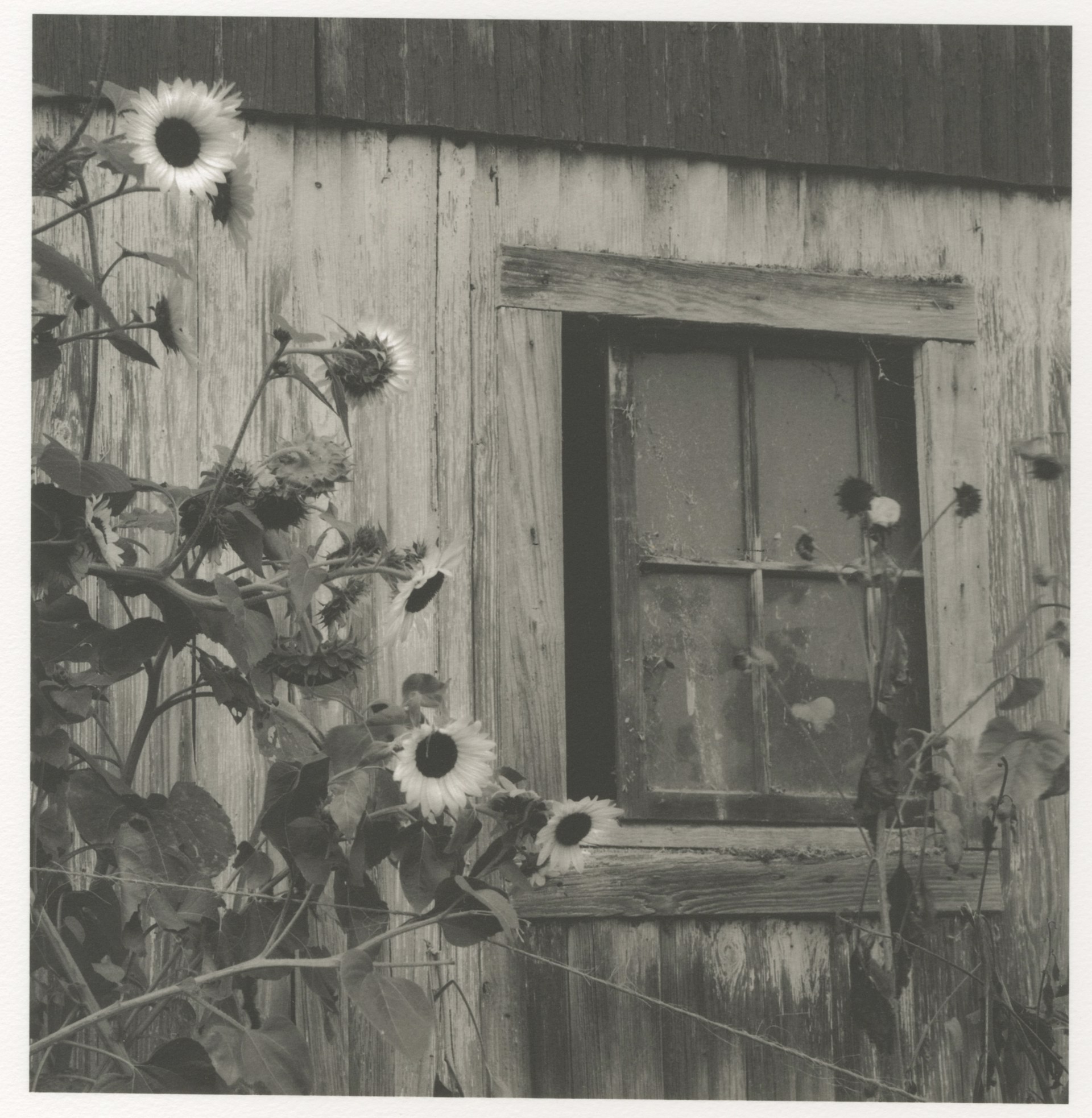 Flowers and Barn Window by Richard Snodgrass