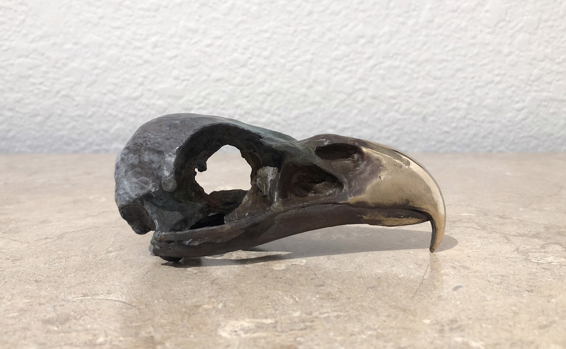 Bald Eagle Skull by Dan Chen