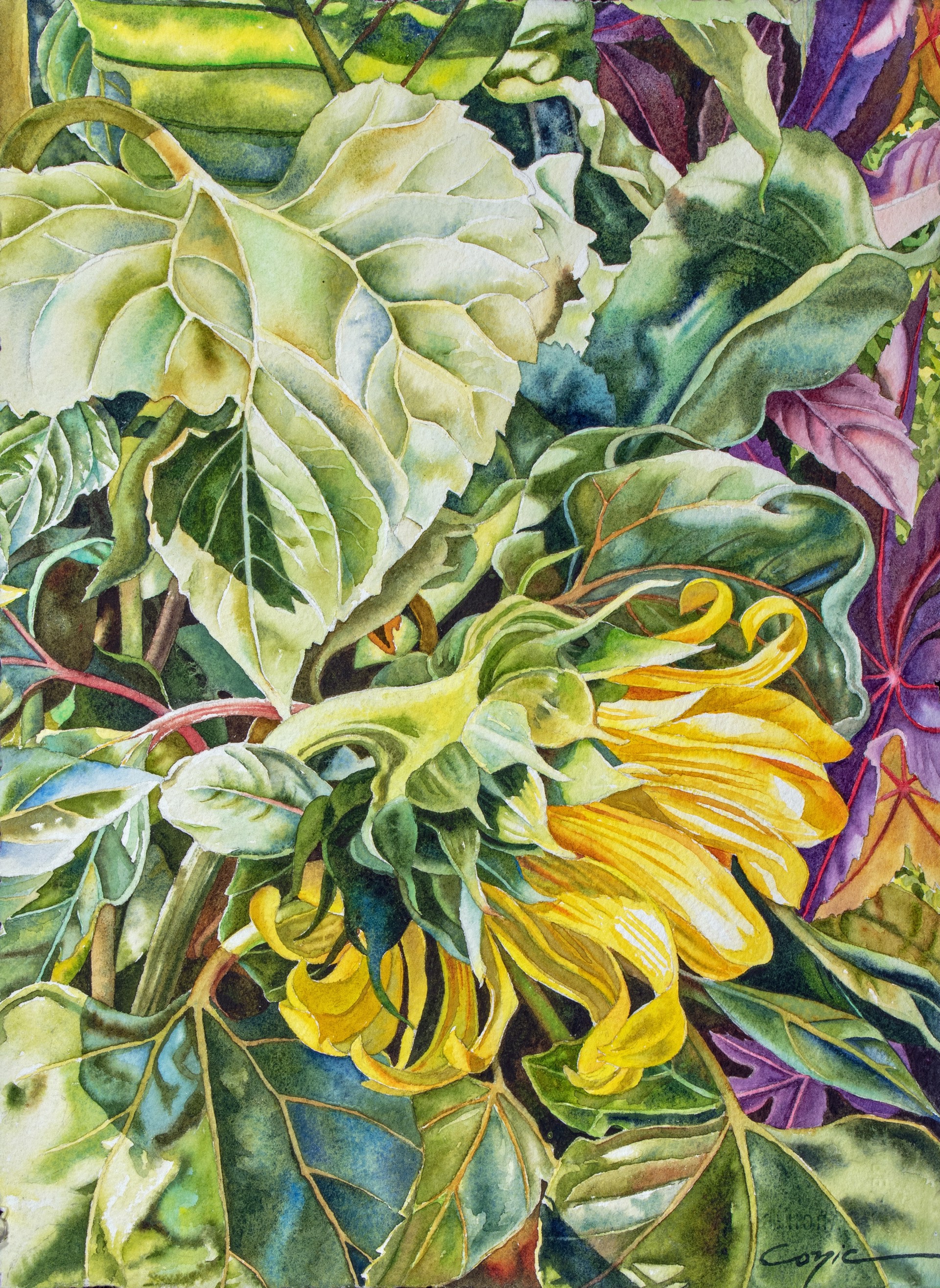 Sunflower Study #2 by Christine Cozic