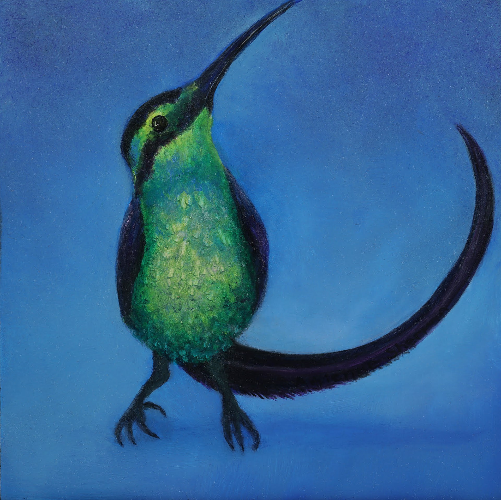 "Longtailed Wood Nymph" Endangered Brazil Thalurania watertonii by Adrienne Sherman
