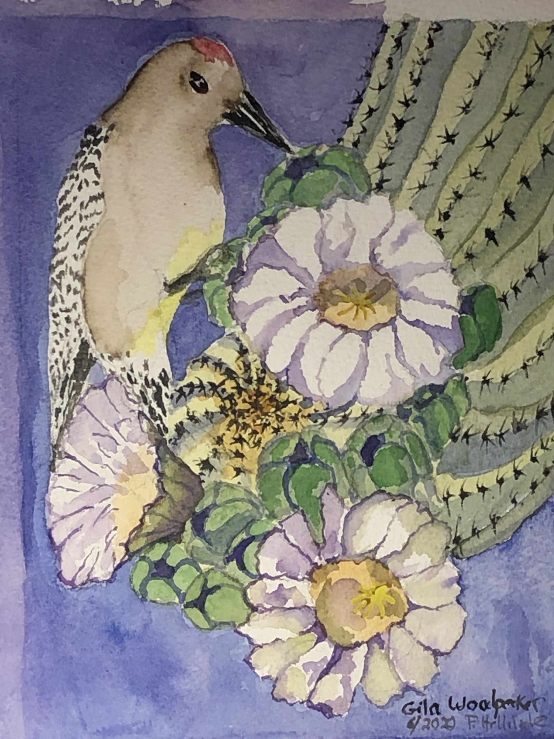 Gila Woodpecker by Pamela Hollinde