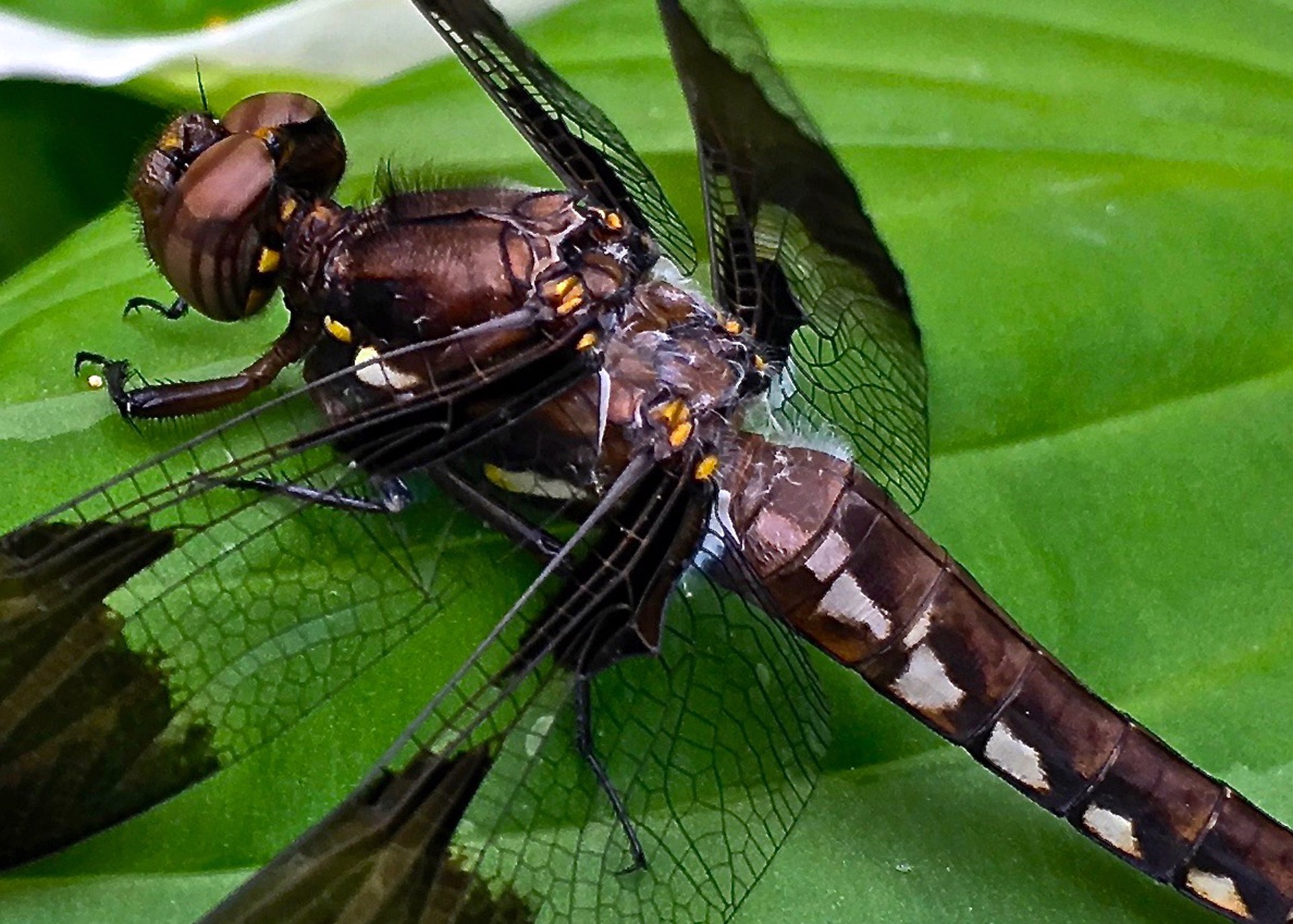 Common Whitetail Dragonfly on Hosta (Plathemis Lydia) by Amy Kaslow