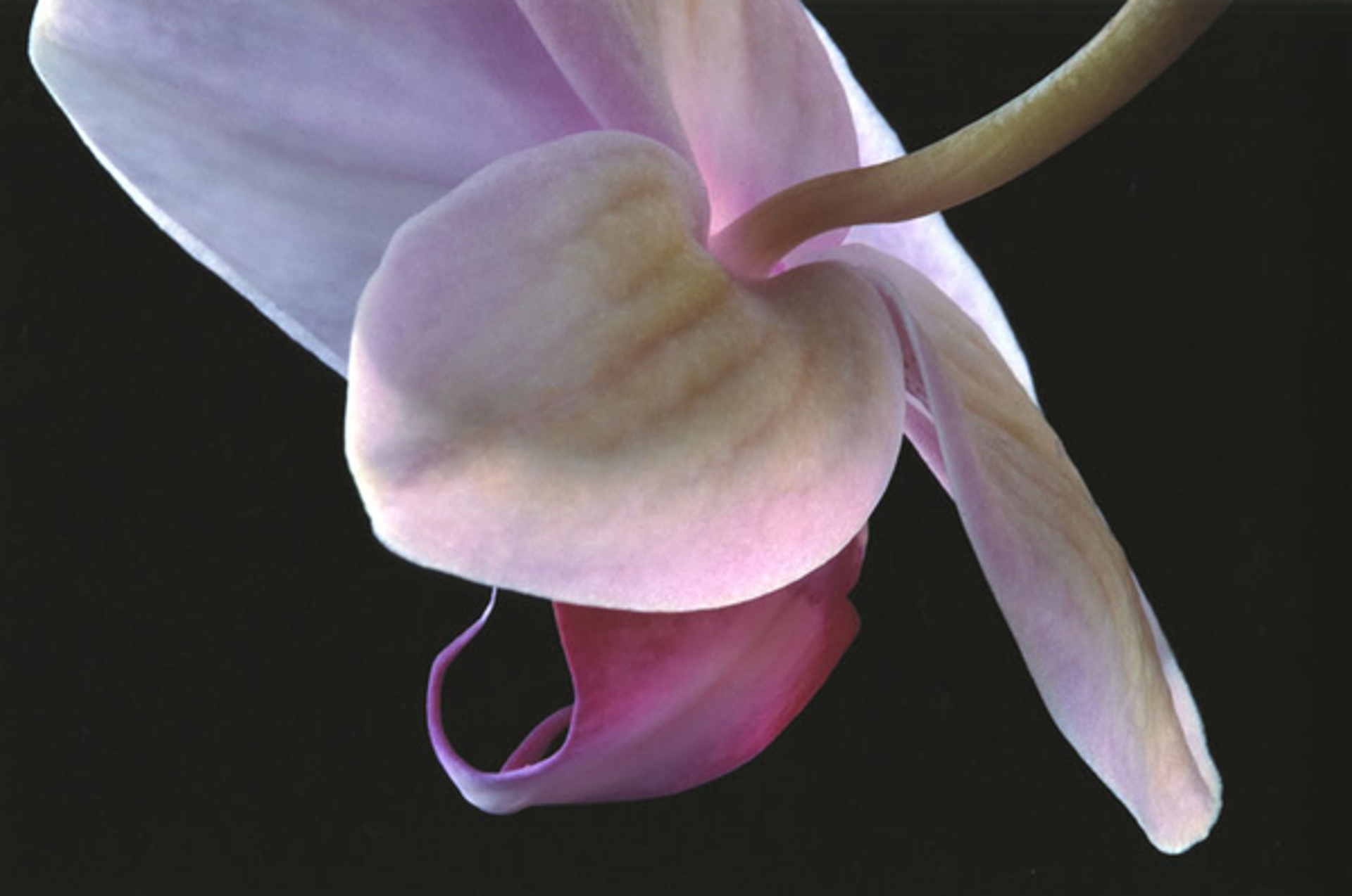 Orchid #6 by Murray Weiss