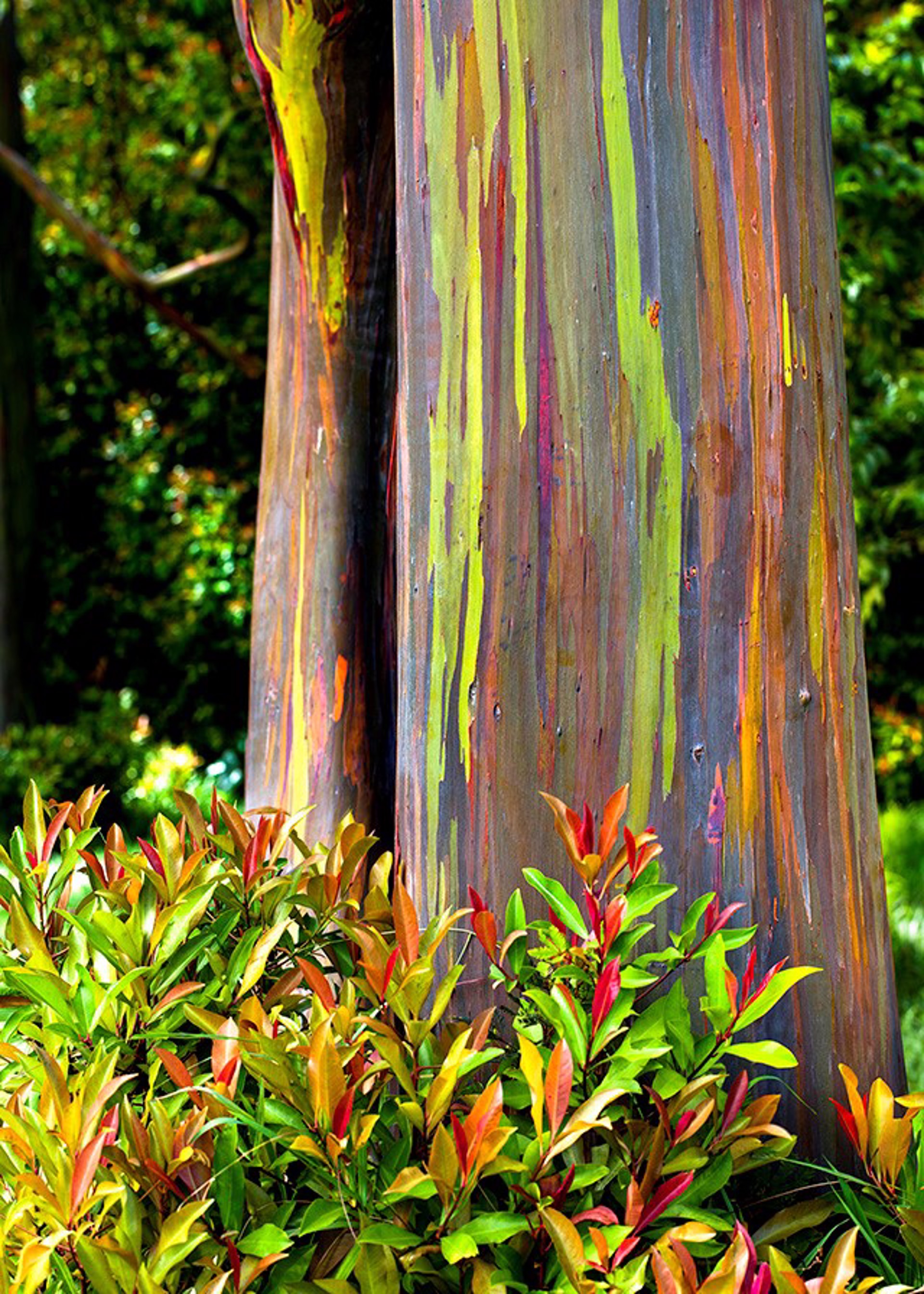 Painted Eucalyptus by Bryan Pezman