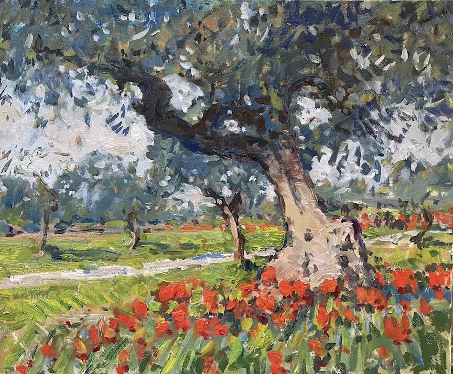 Ancient Olive Tree and Poppies by Richard Oversmith
