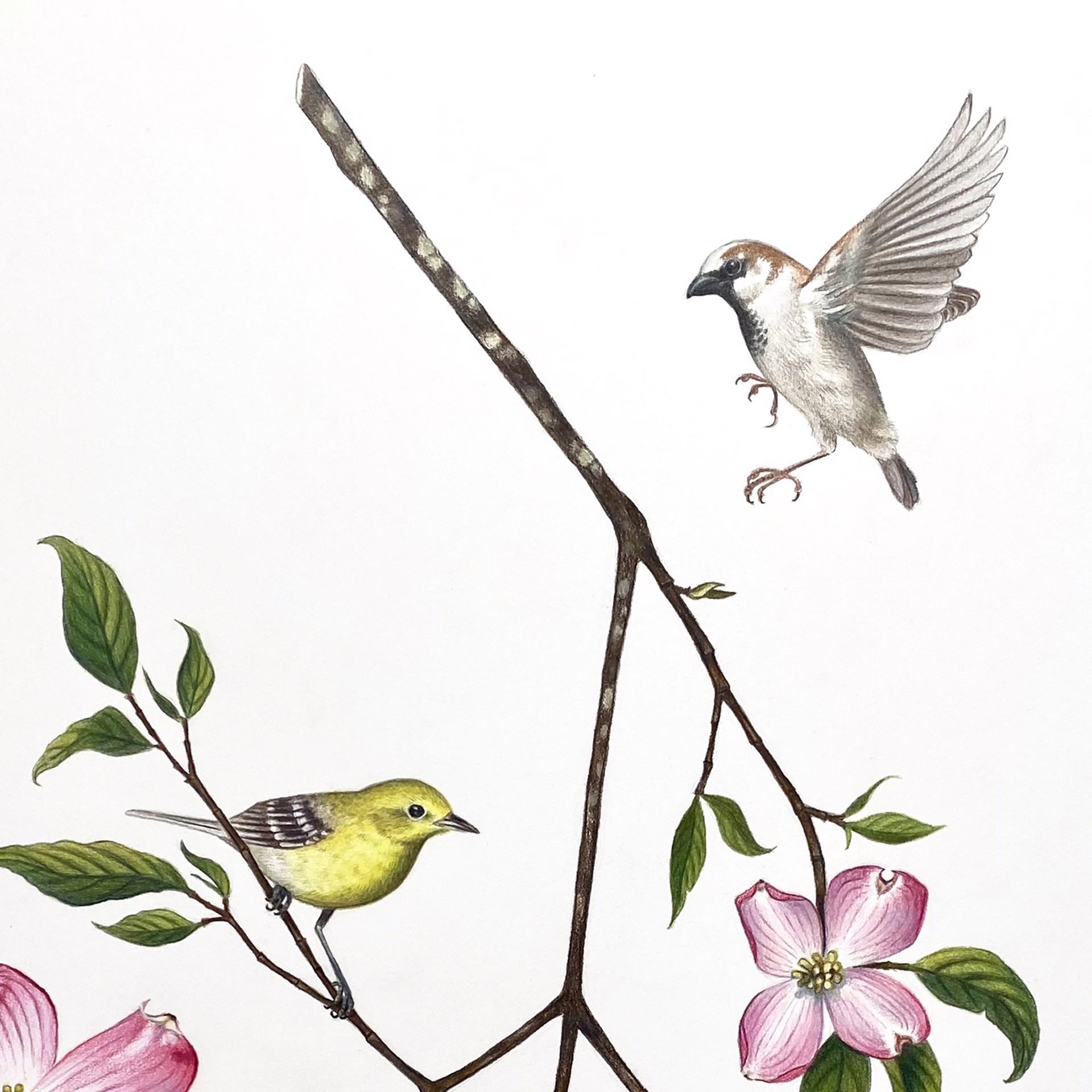 Dogwood Branch with Warblers, Sparrow & Cabbage White by Hannah Hanlon