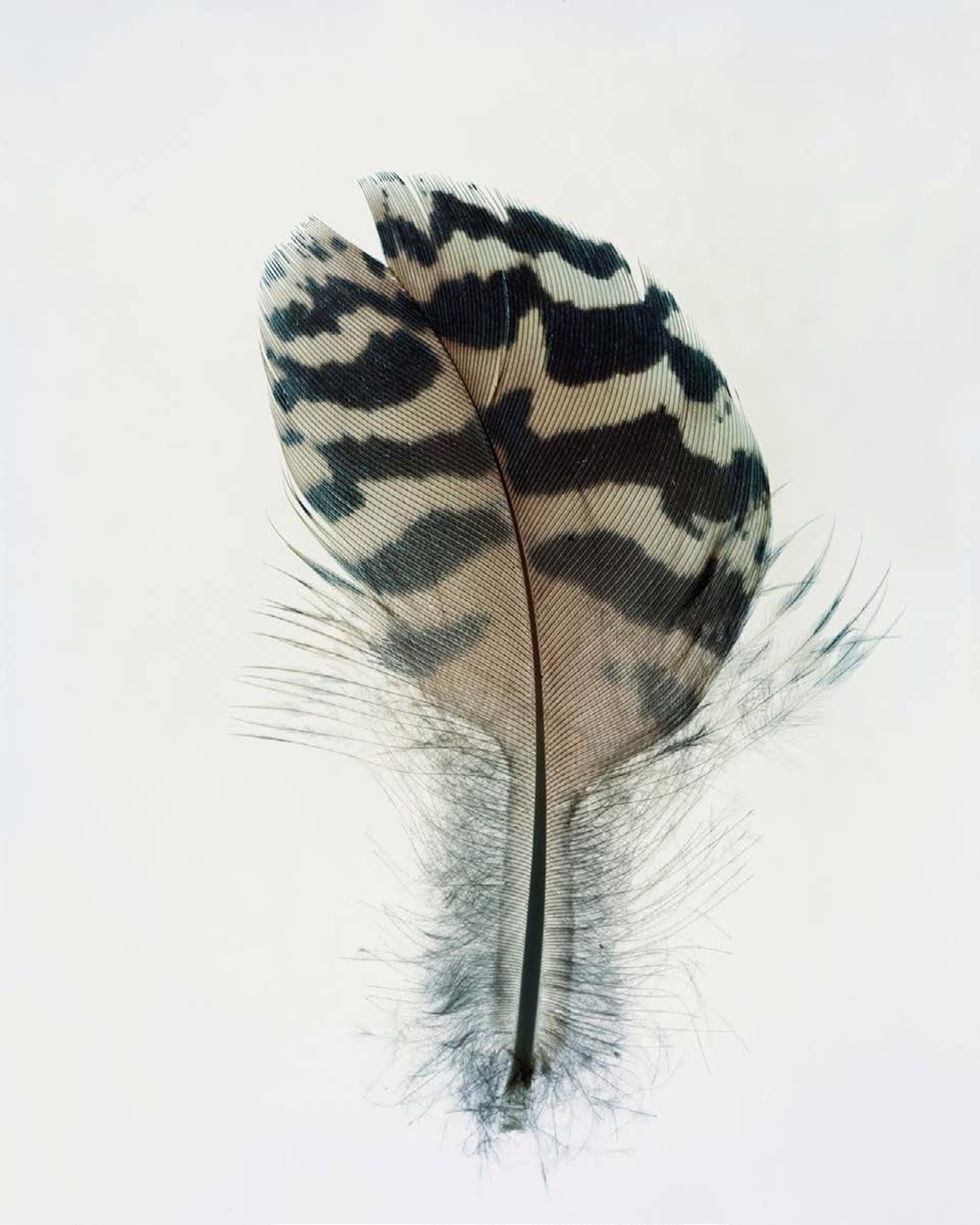 Feather Study #19 by Taylor Curry