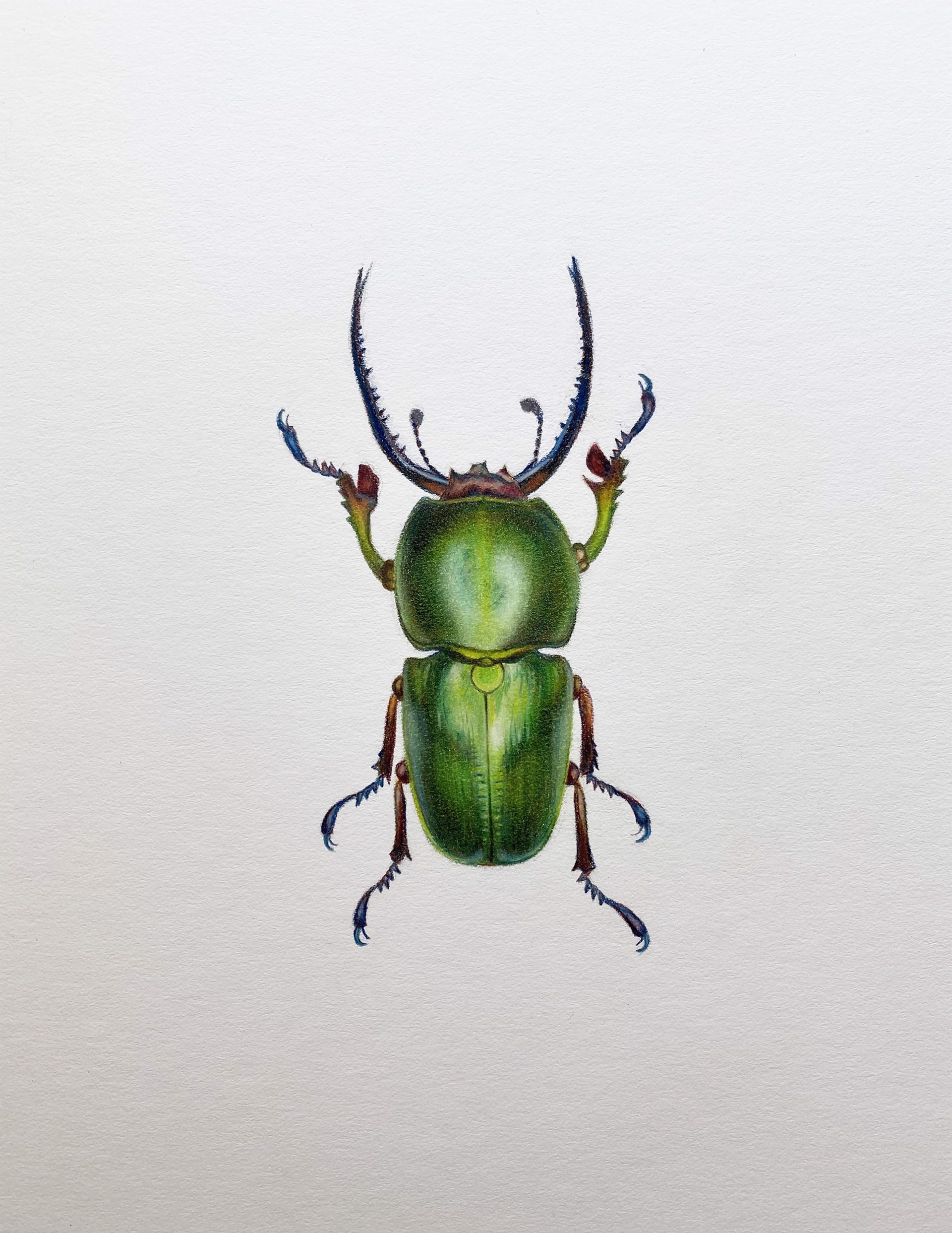 Coleoptera Chroma #1 by Hannah Hanlon