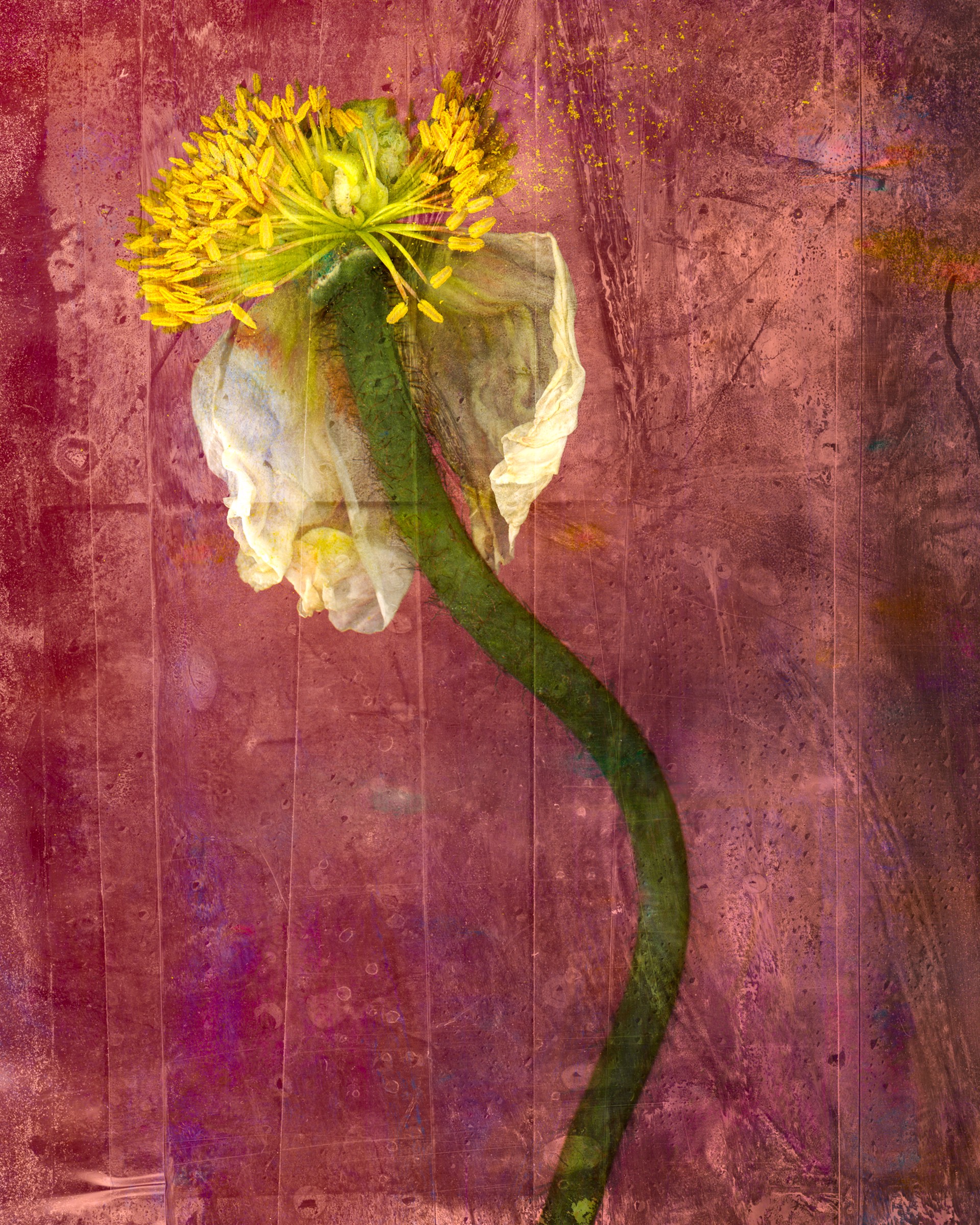Floral Triptych 3 by Jennifer Pritchard