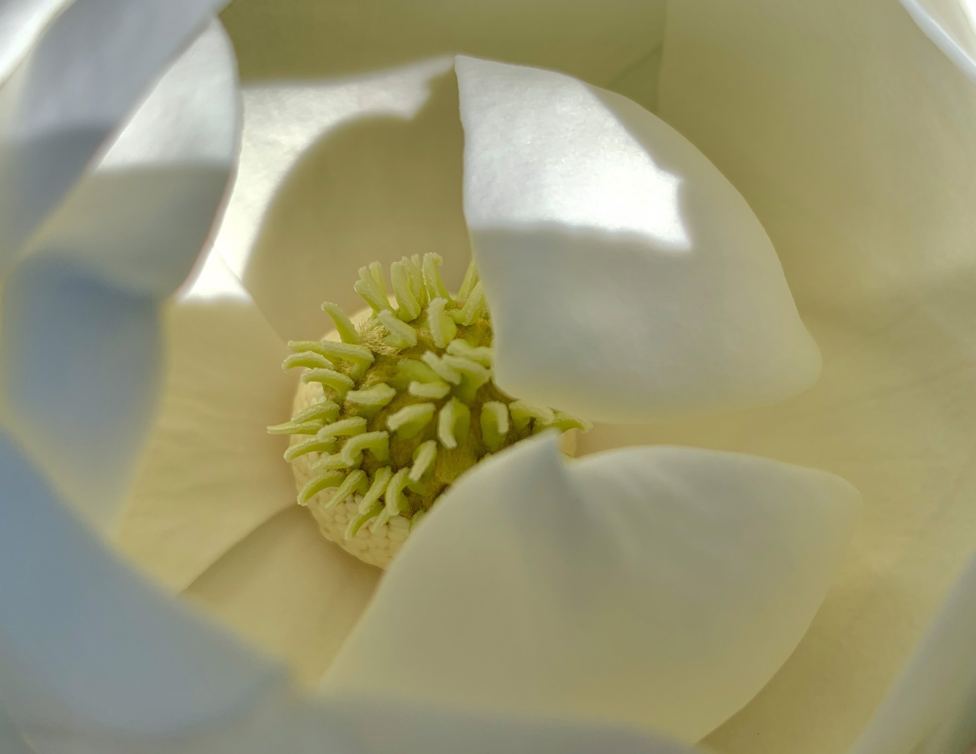 White Magnolia by Amy Kaslow