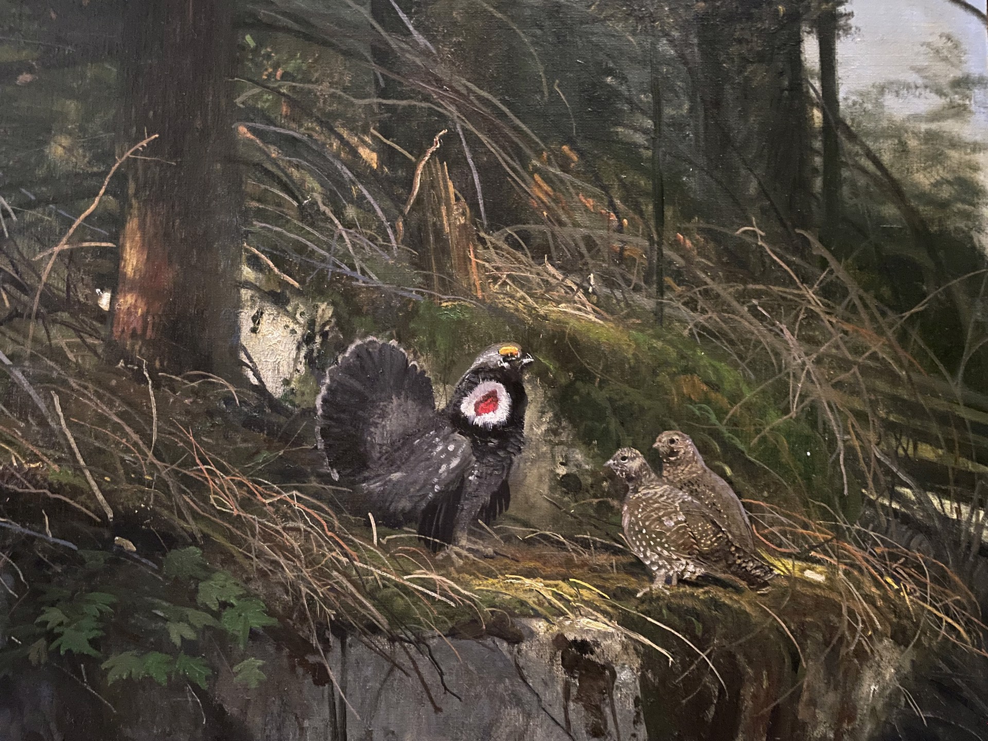 SPRUCE GROUSE by Michael Coleman