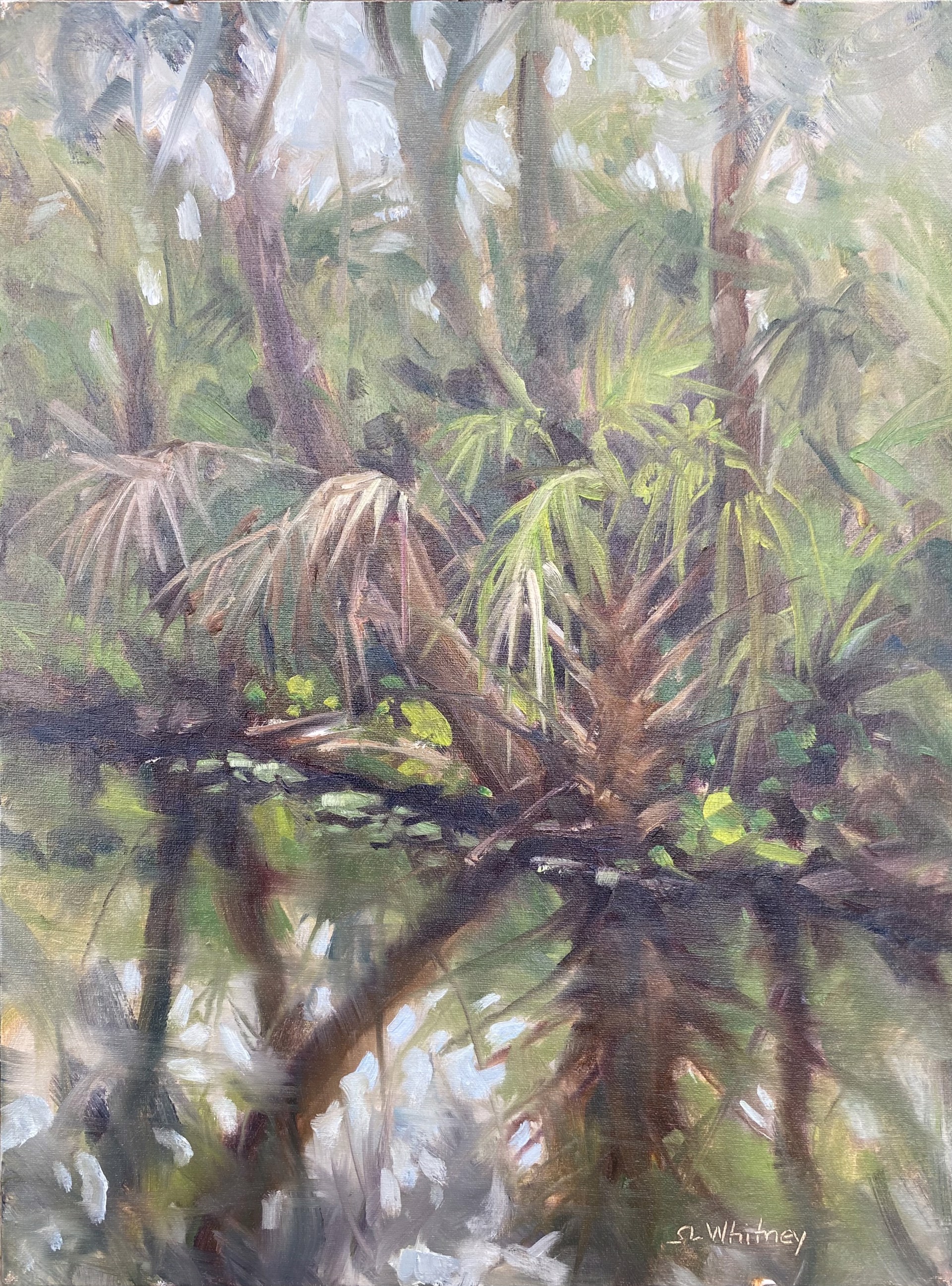 Cabbage Palm by Sherry Whitney
