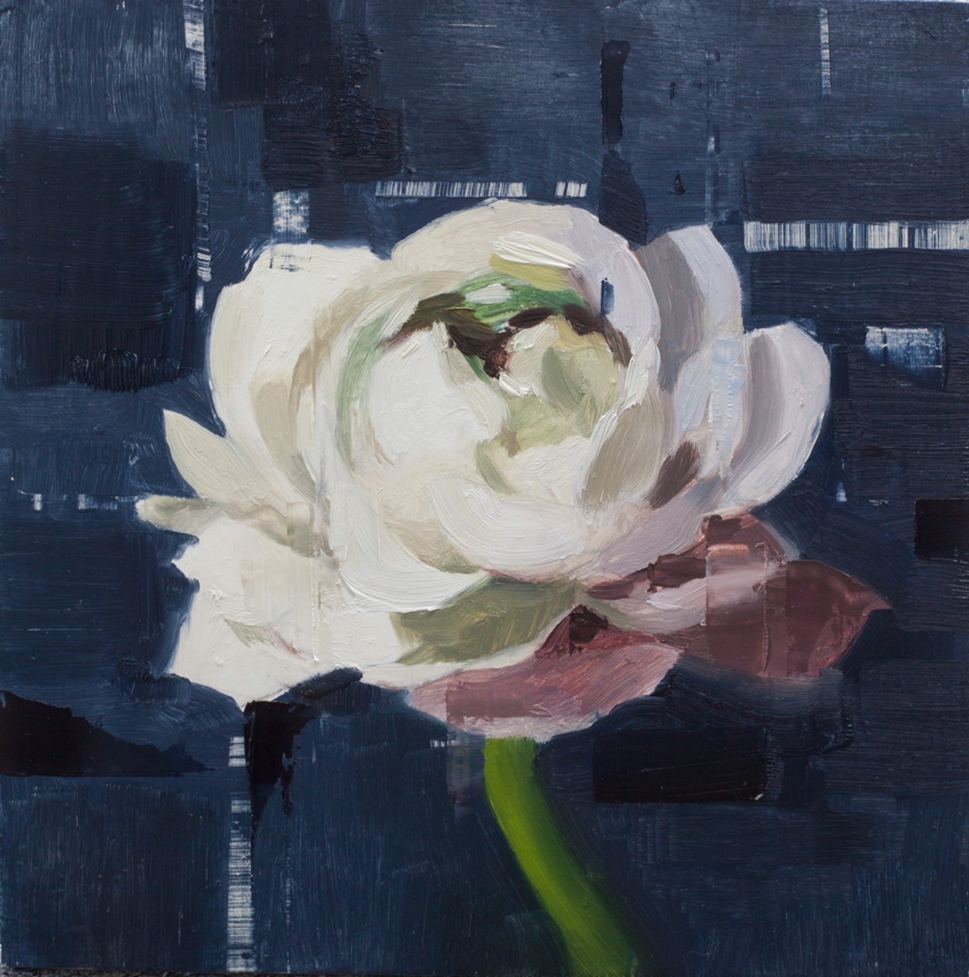 White Ranunculus Study by Jon Doran