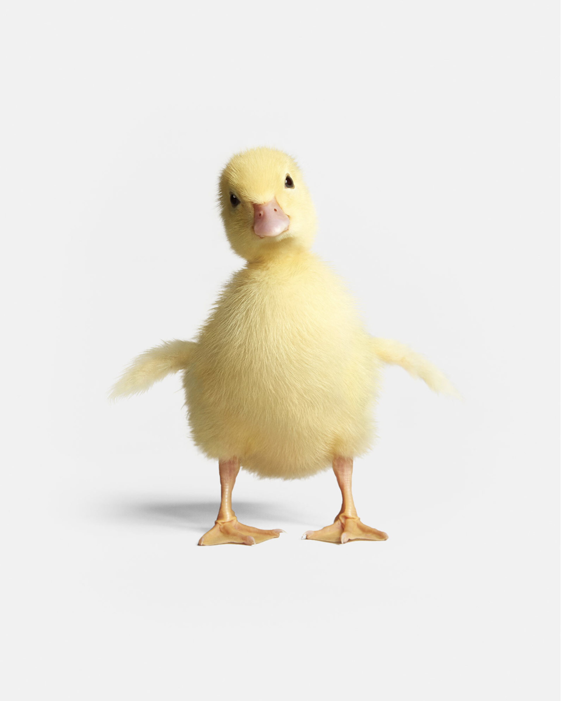 Duckling Portrait by Randal Ford