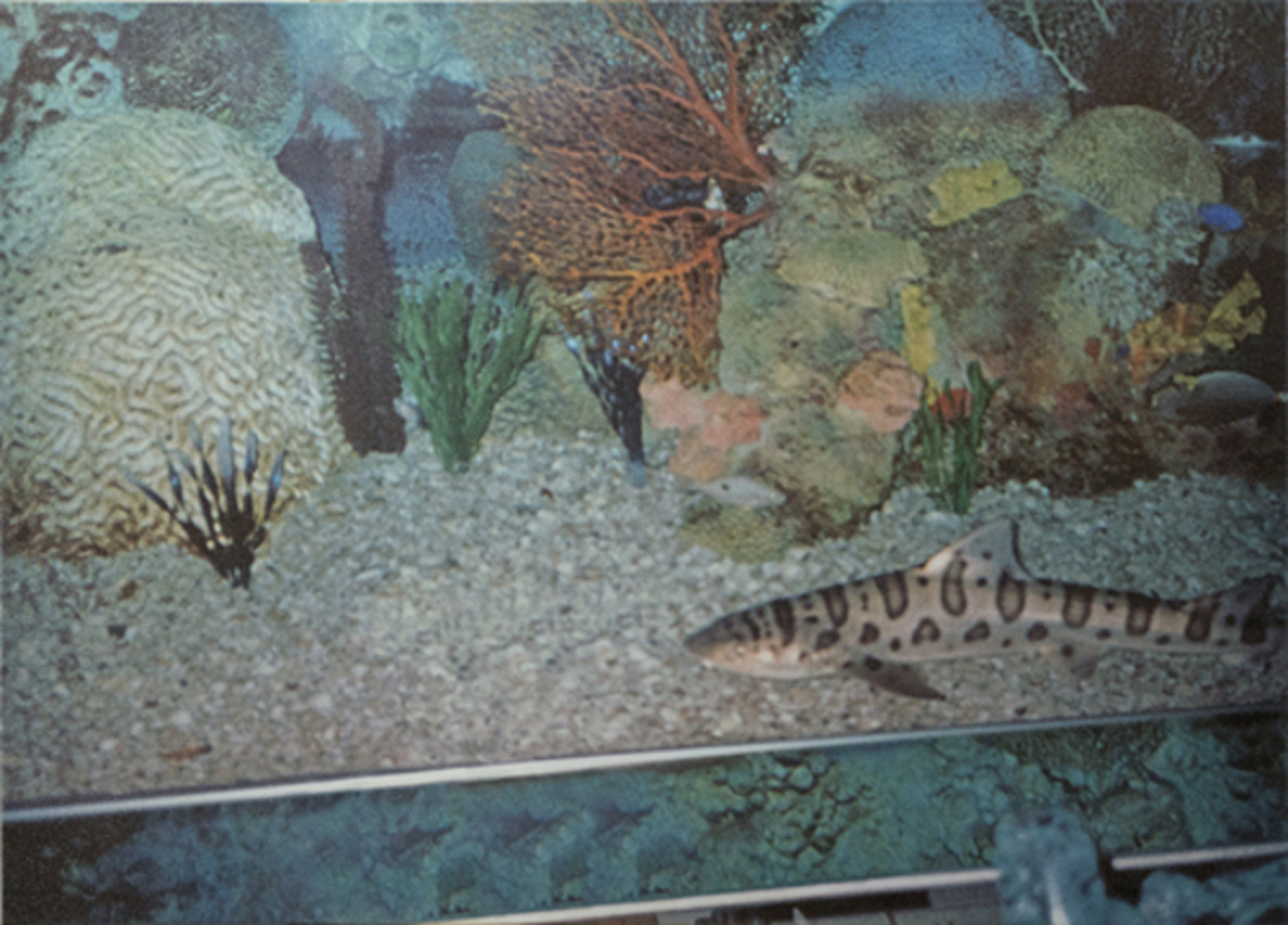 Mexico City Restaurant - Fish Tank With Shark (wrapped & painted sides) by David Barnett