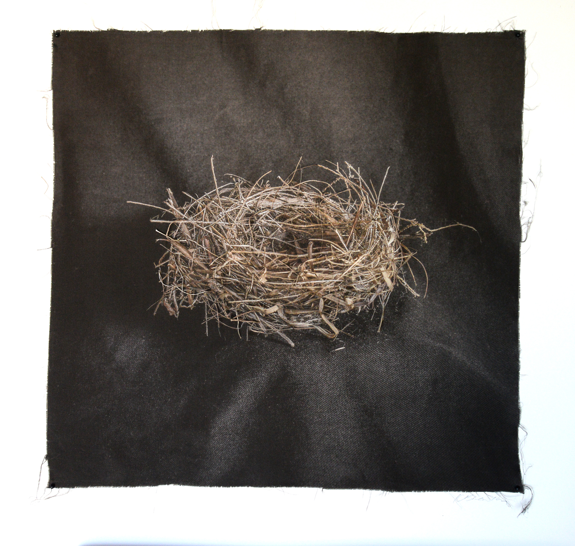 Nest #10 by Kate Breakey