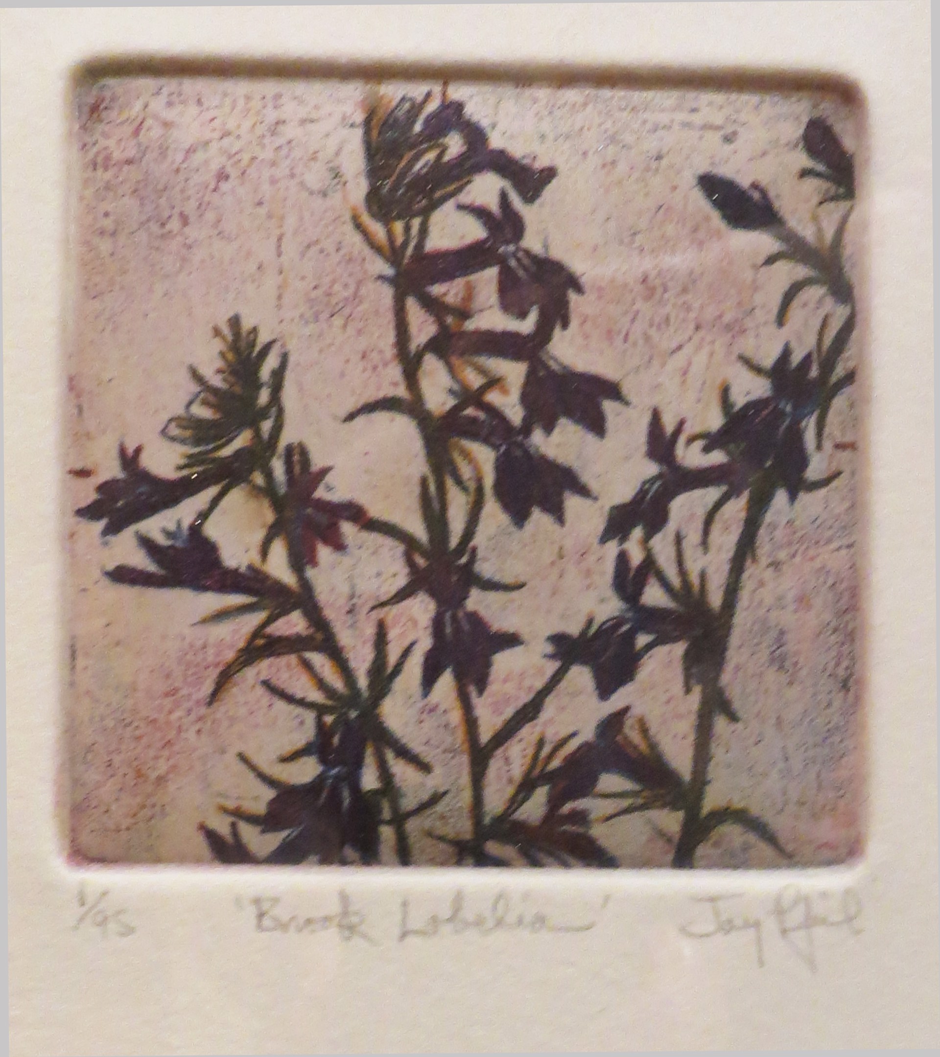 Brook Lobelia by Jay Pfeil