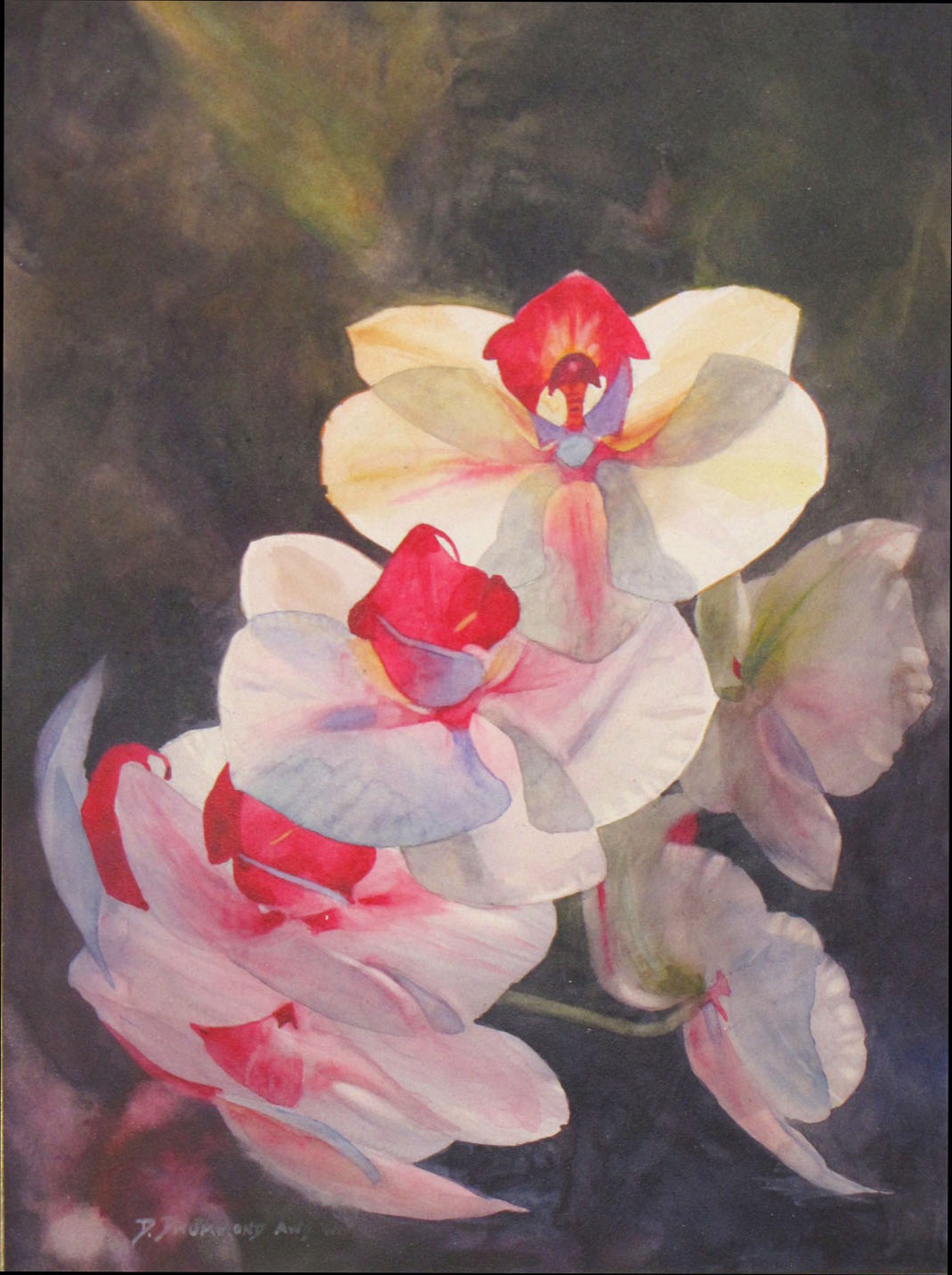 Orchids by David Drummond