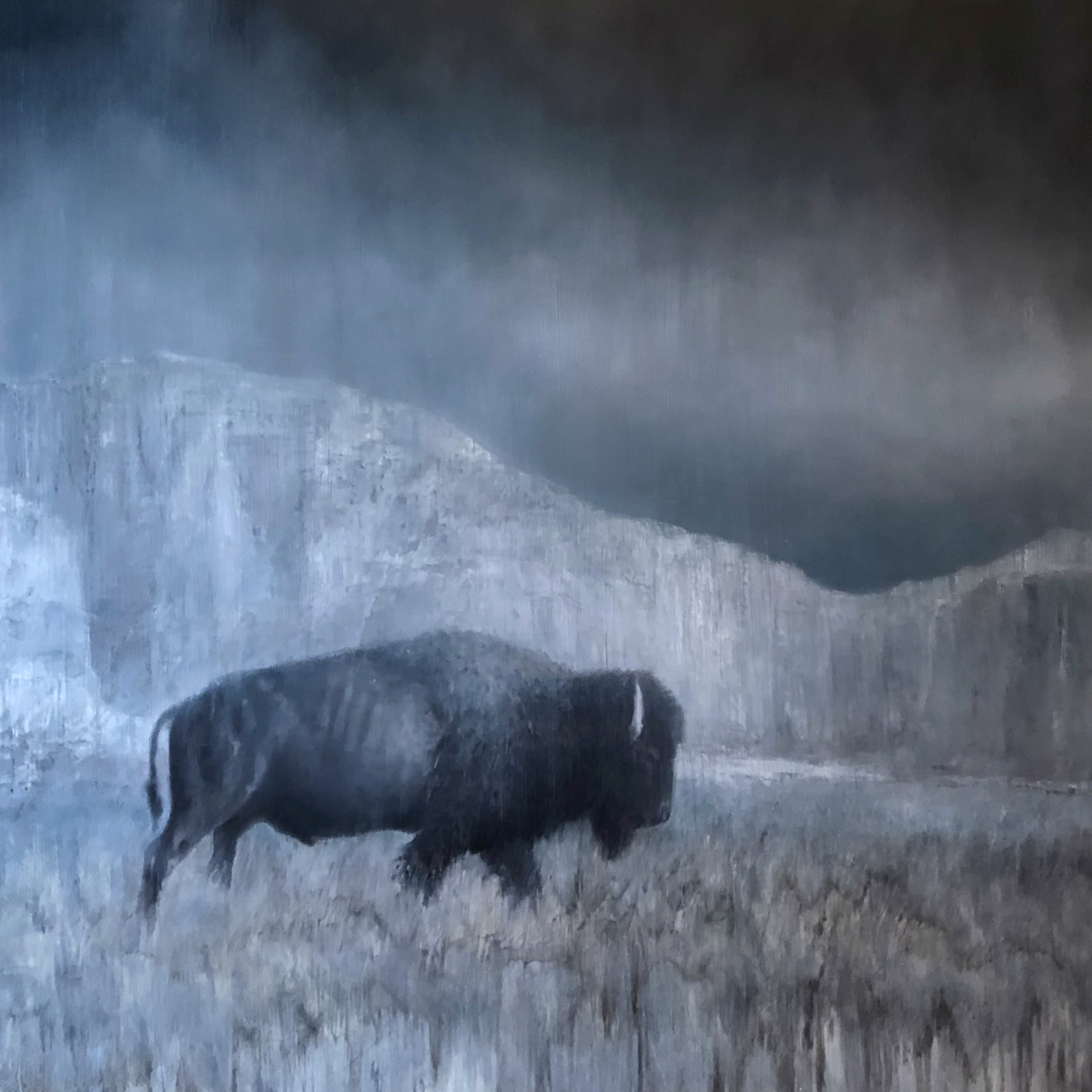 Bison by Jared Hankins