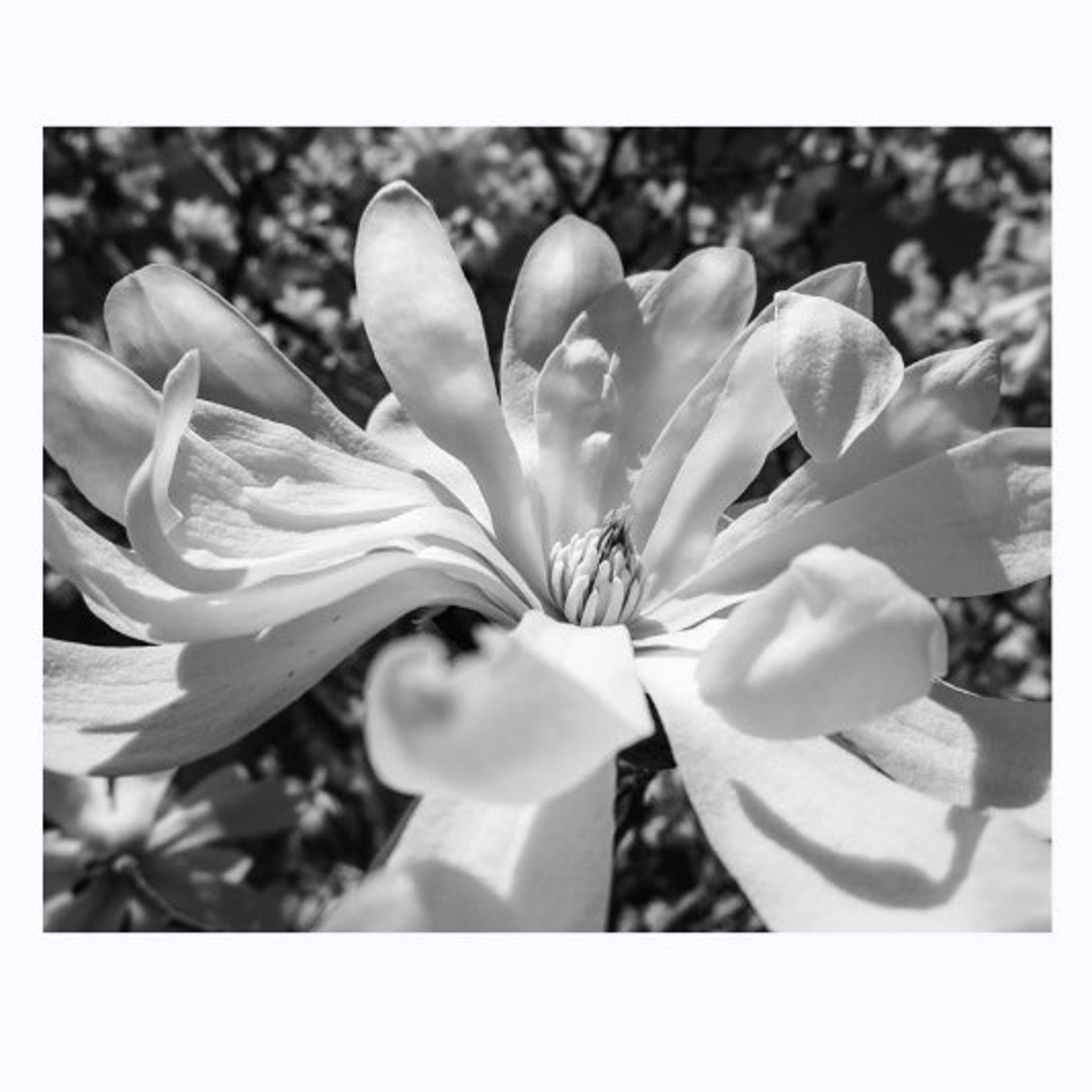 Blossomed (Japanese Magnolia) by Karen Bullock