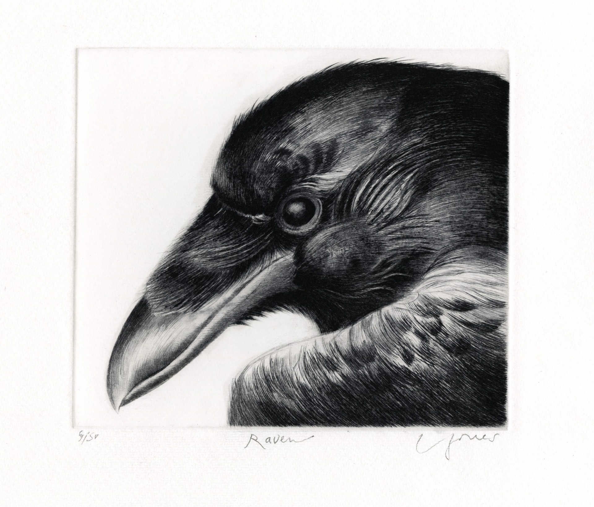 Raven by Liza Jones