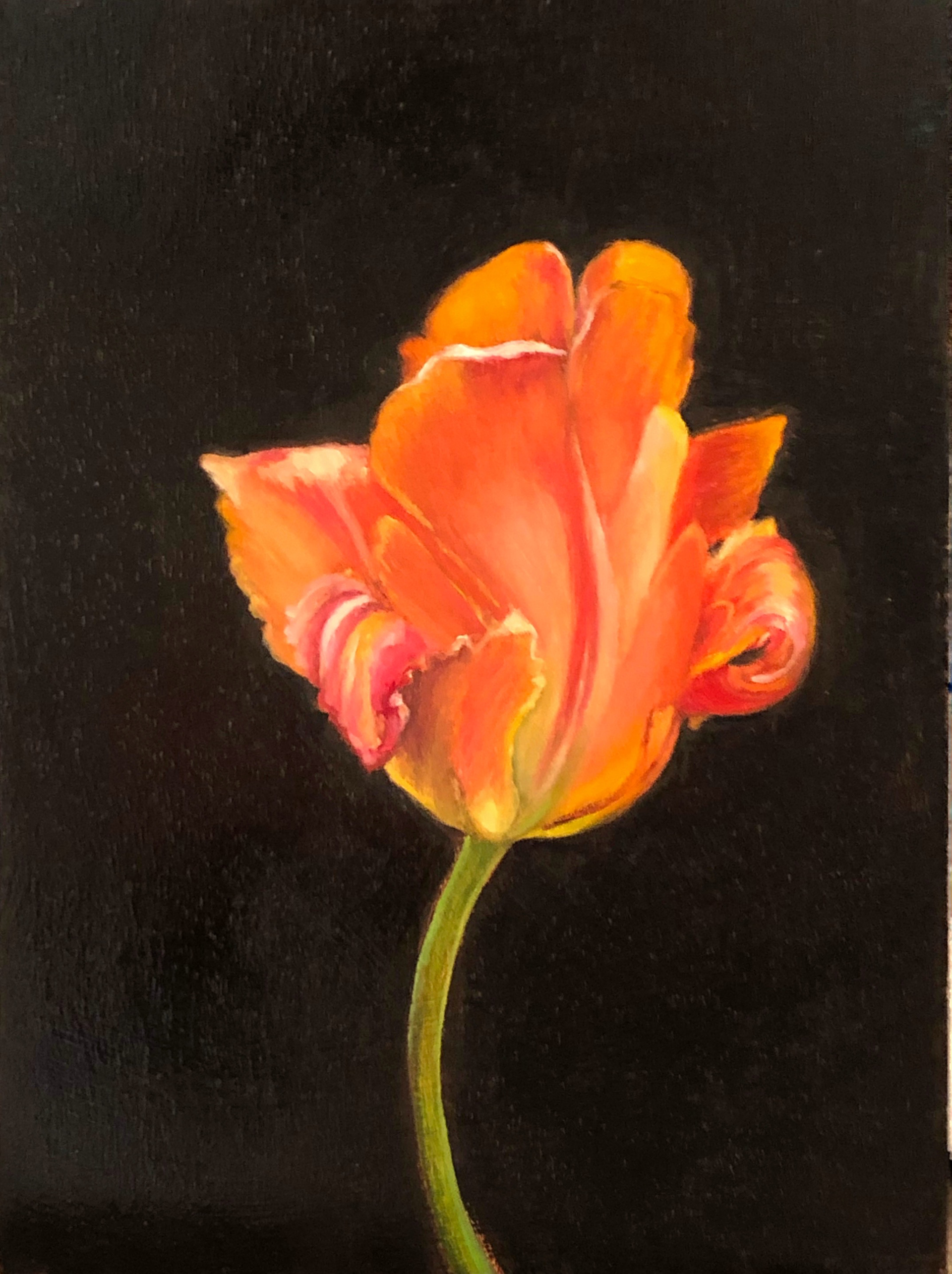 Tulip (Orange) by Kim Case
