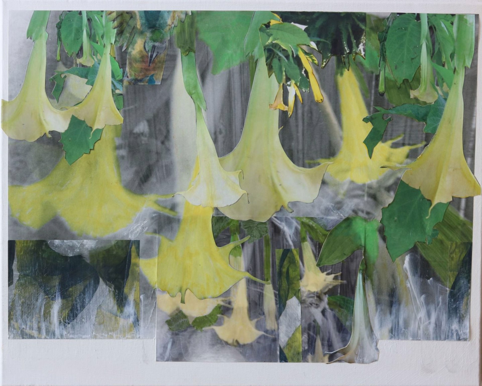 Brugmansia #16 In the Garden by Susan Svendsen