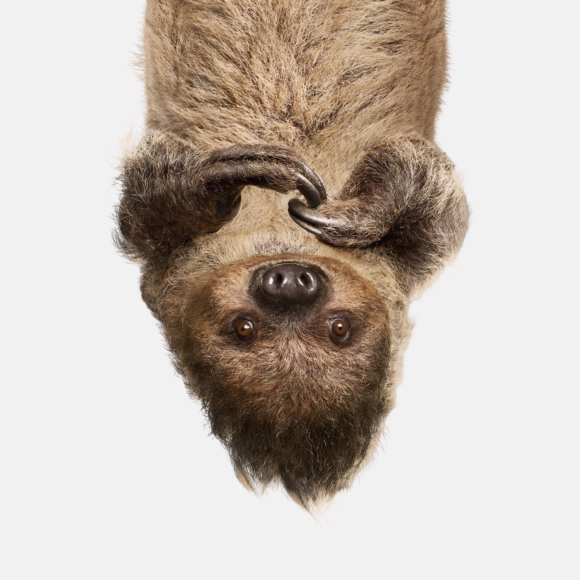 Upside Down Sloth by Randal Ford