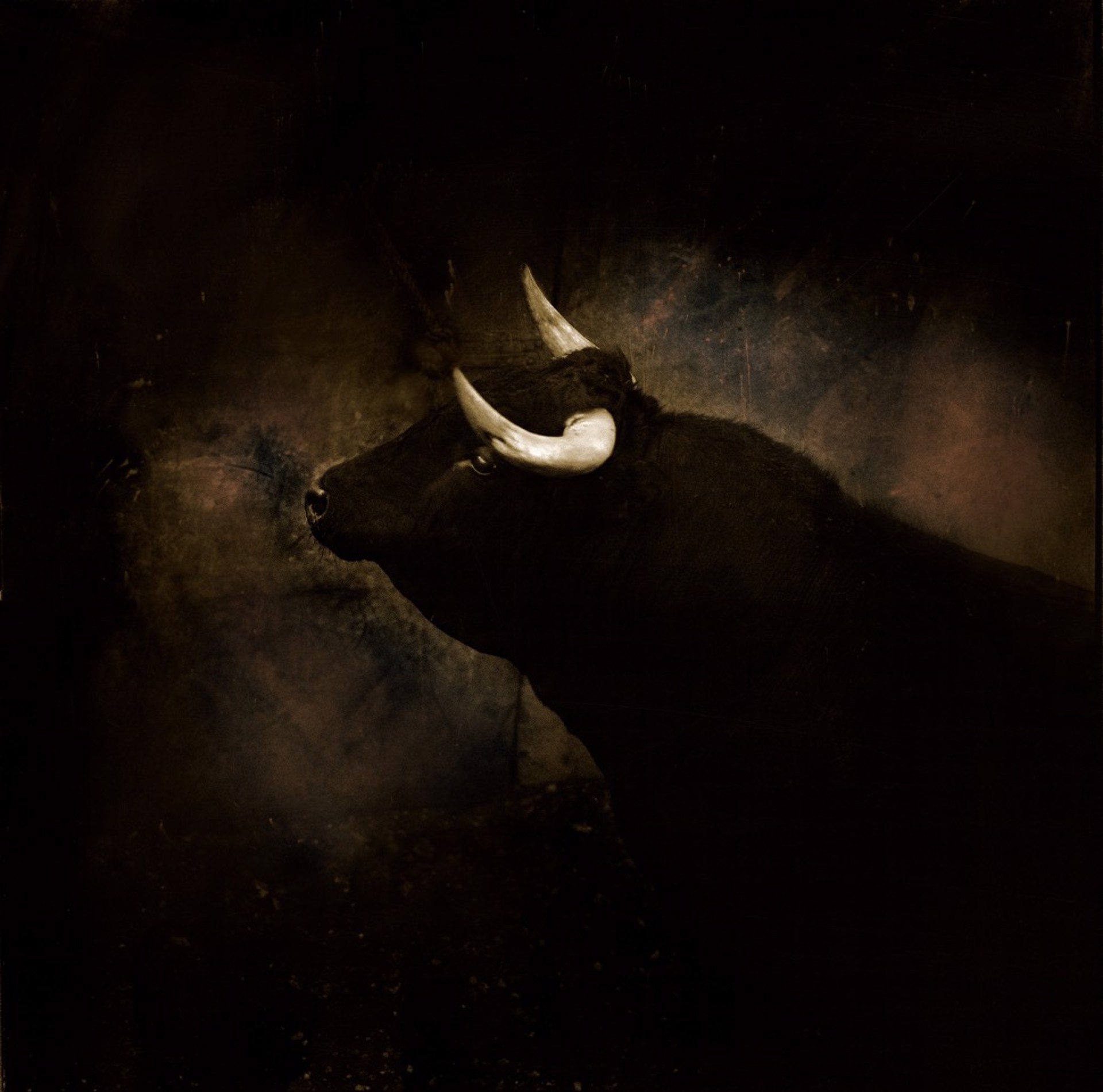 Toro Obscuro by Joel Salcido