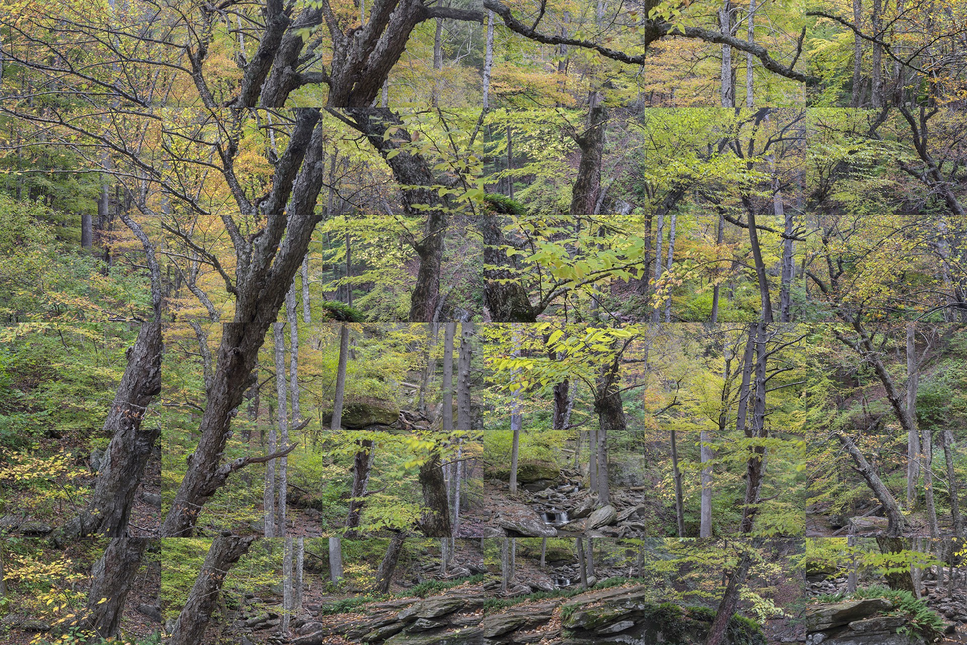 Forest, Kaaterskill, New York X 36 by Peter Essick