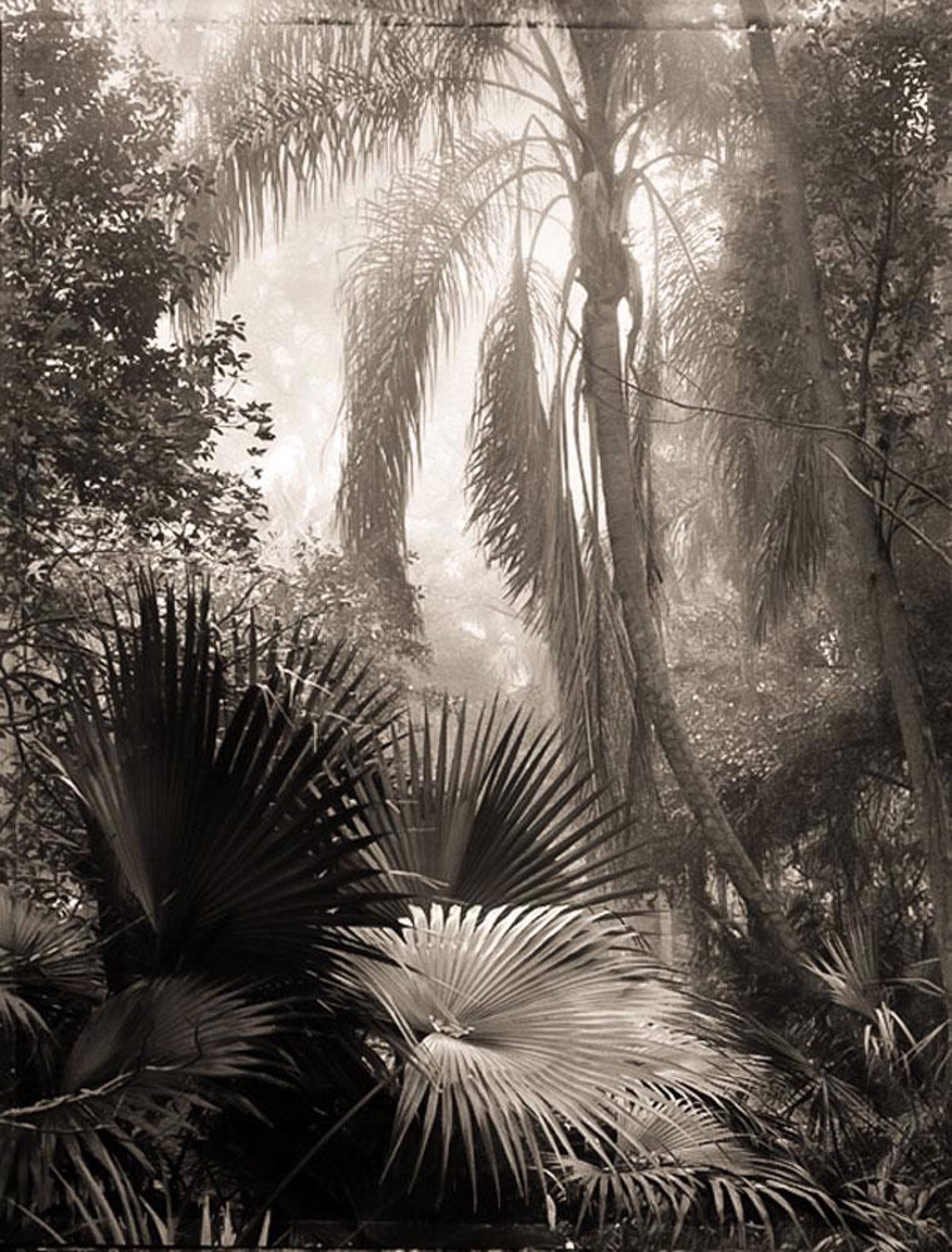 (#030) Palm Tree, Meade Garden, FL by Frank Hunter