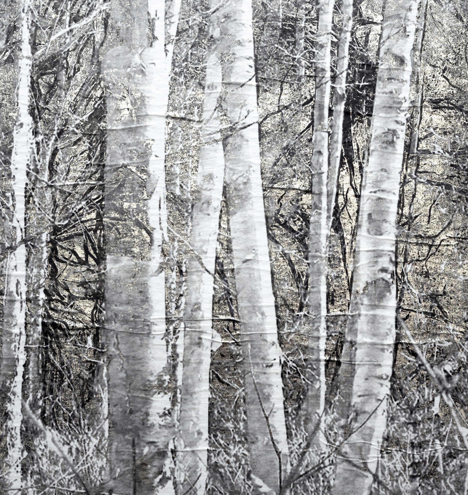 Birch Grove by Bill Claps