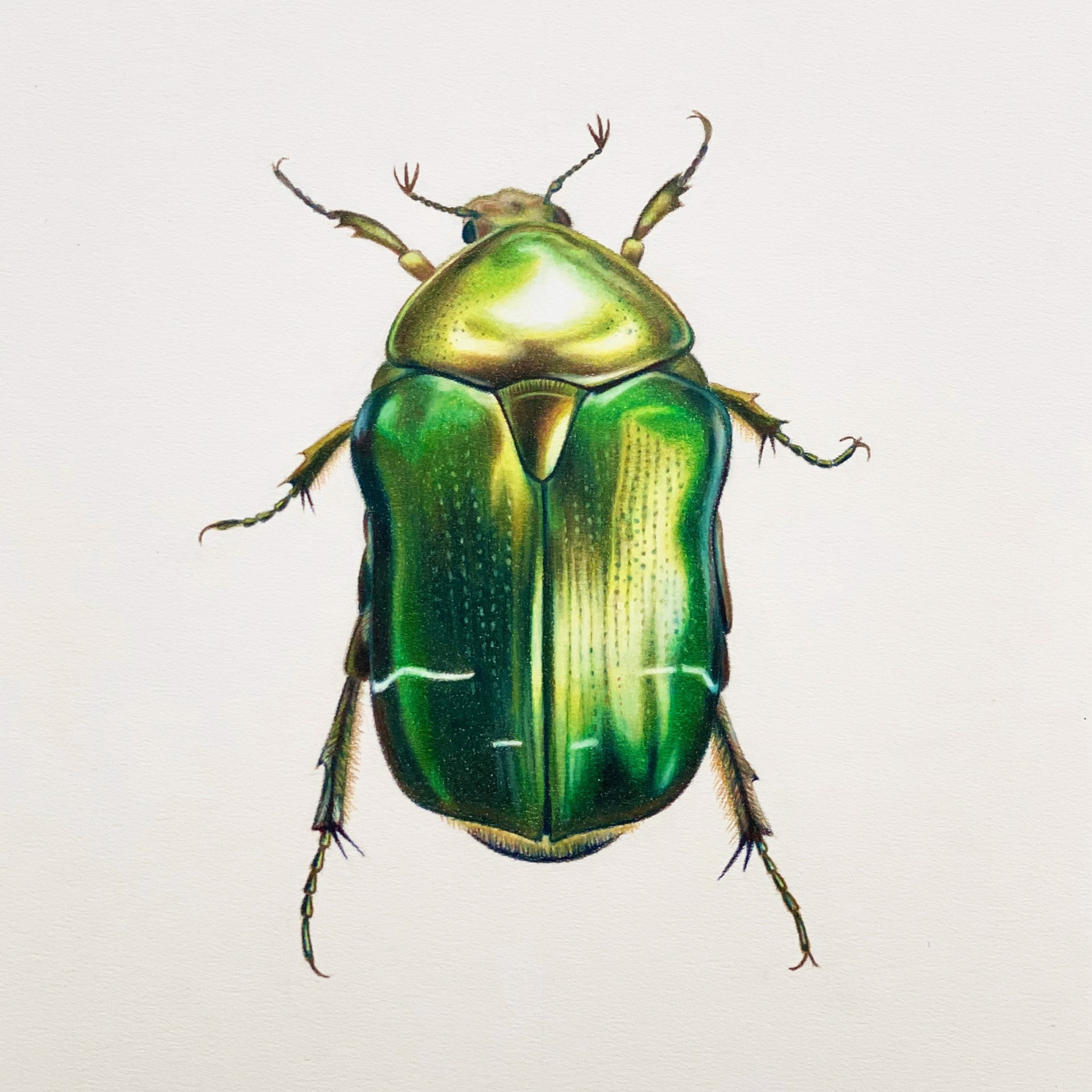 Coleoptera Chroma #26 by Hannah Hanlon