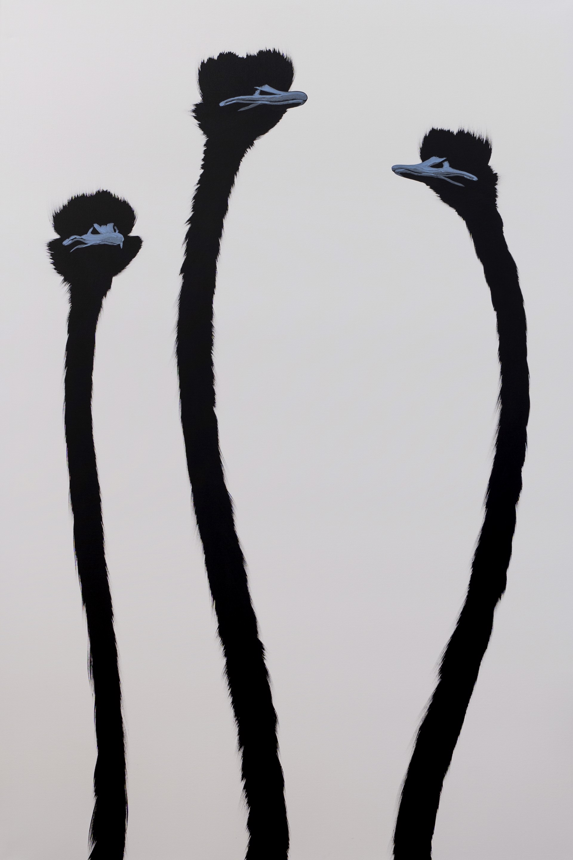 Three Blue Ostrich on White by Josh Brown