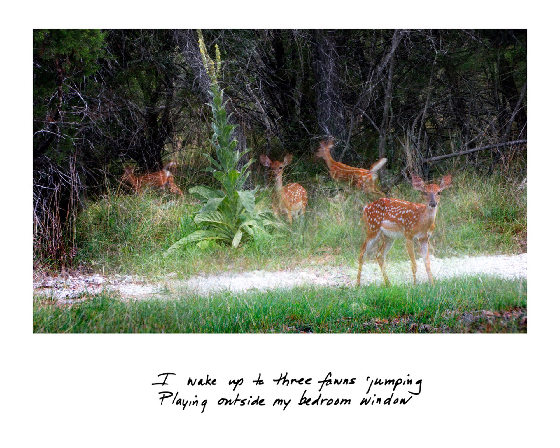 I wake up to three fawns jumping by Barbra Riley