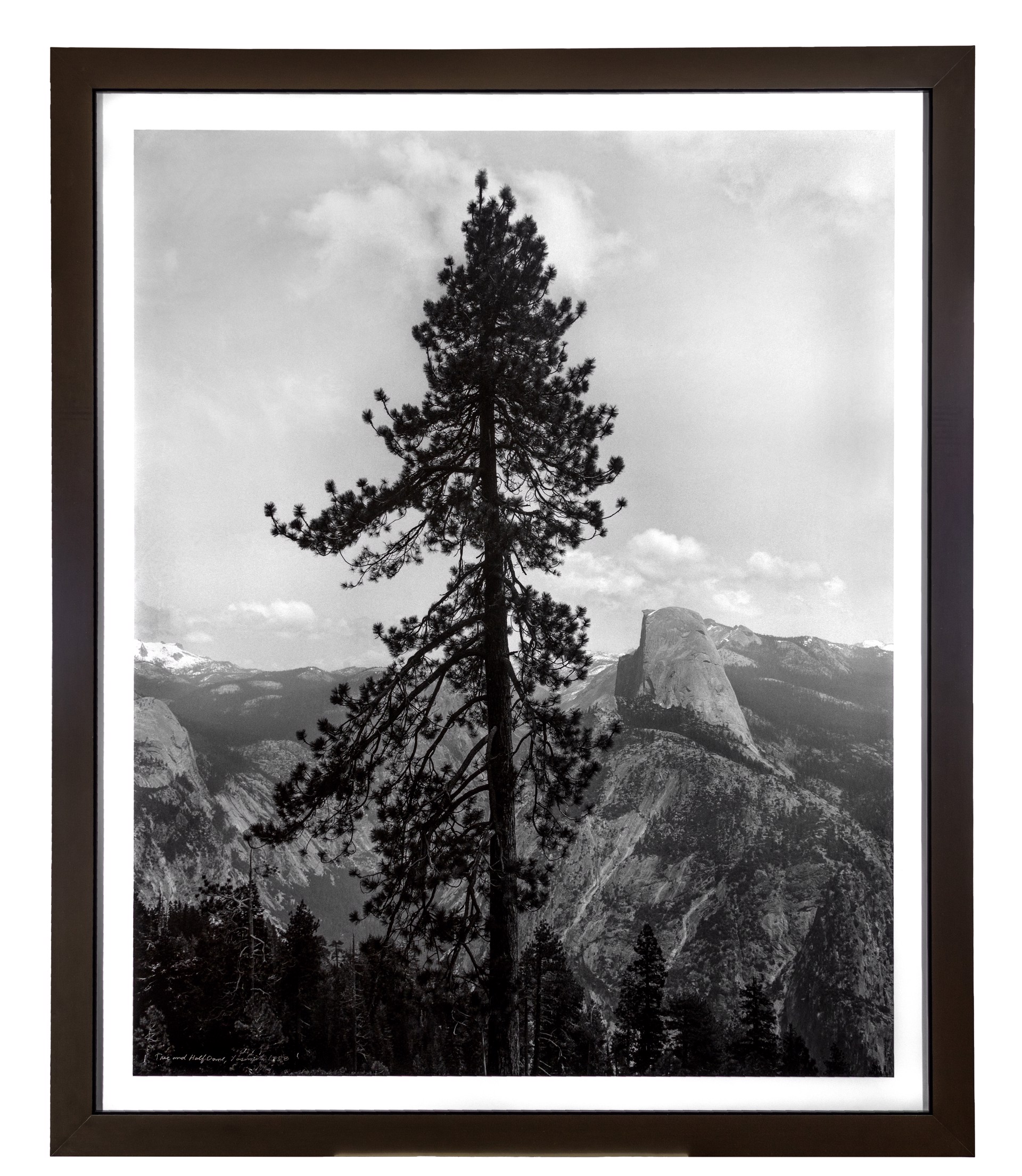 Tree and Half Dome  (Yosemite National Park, CA) by Thomas Ferderbar