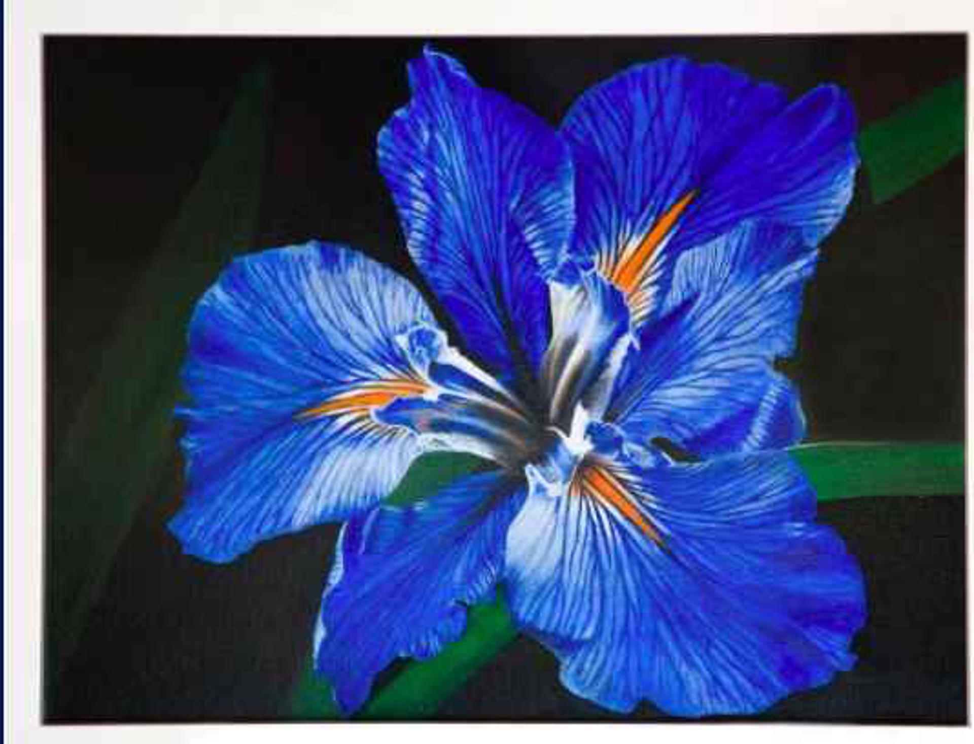 Blue Iris by Cary Akins