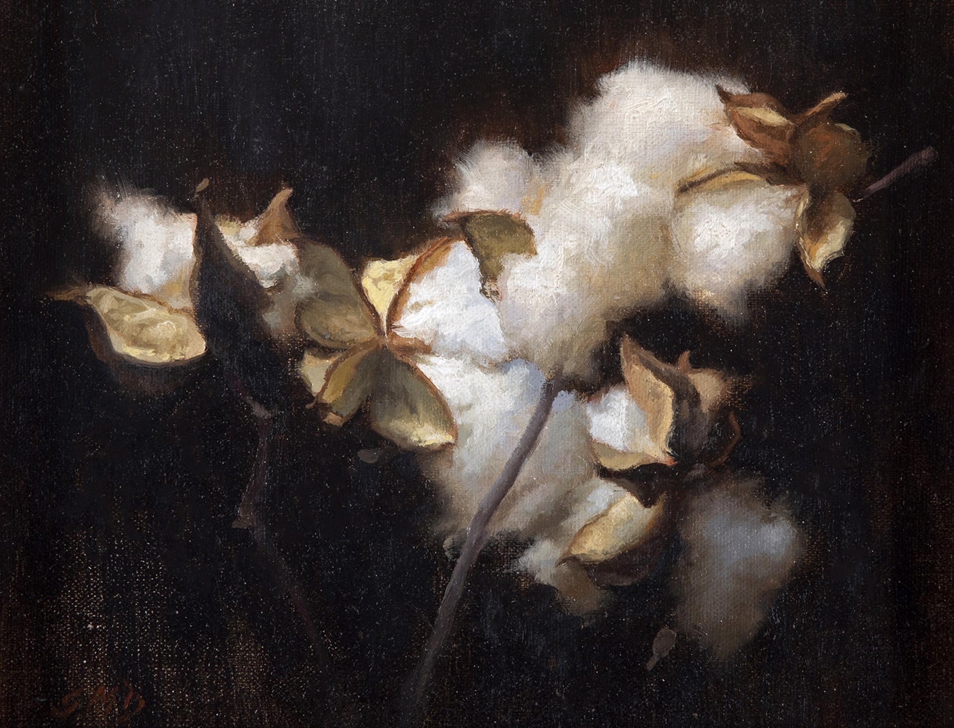 Cotton VIII by Grace DeVito